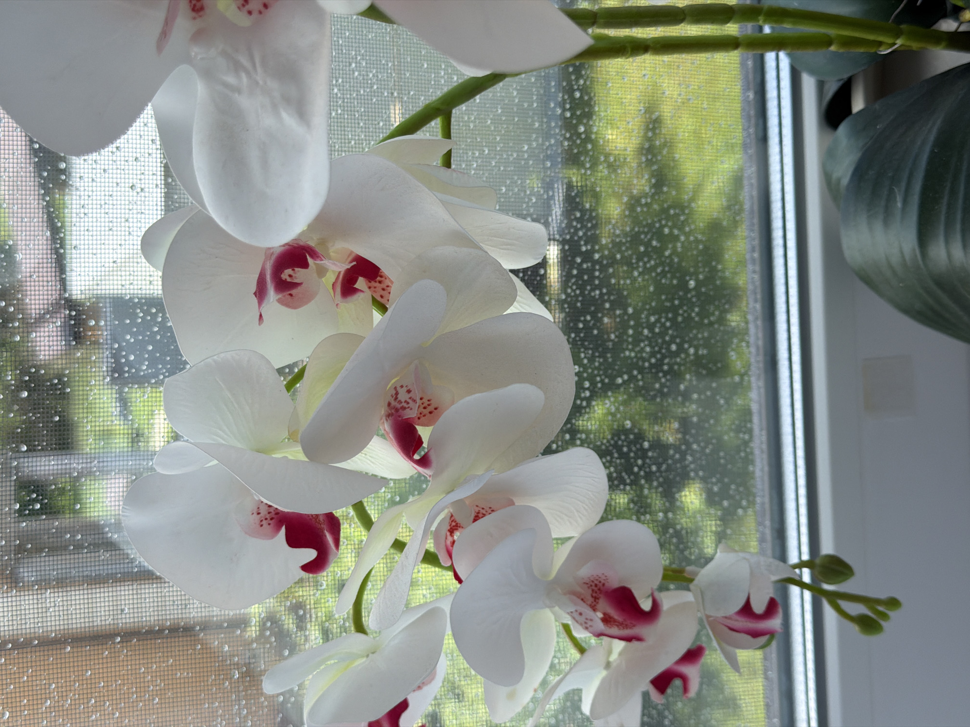 A close-up, eye-level shot shows a spray of artificial white orchid blossoms with deep pink centers, positioned in front of a window with a screen covered in water droplets. The blossoms are clustered together, with some in sharp focus and others slightly blurred. Behind the orchids, through the rain-streaked screen, a blurry green outdoor environment is visible, suggesting a natural setting like a yard or garden. The lower right portion of the image includes a portion of a dark green leaf and the green stems of the artificial orchids. The scene is lit from the front, casting soft light on the flowers. The overall impression is of a still life, with the orchids serving as the primary subject against a backdrop suggesting a rainy day.