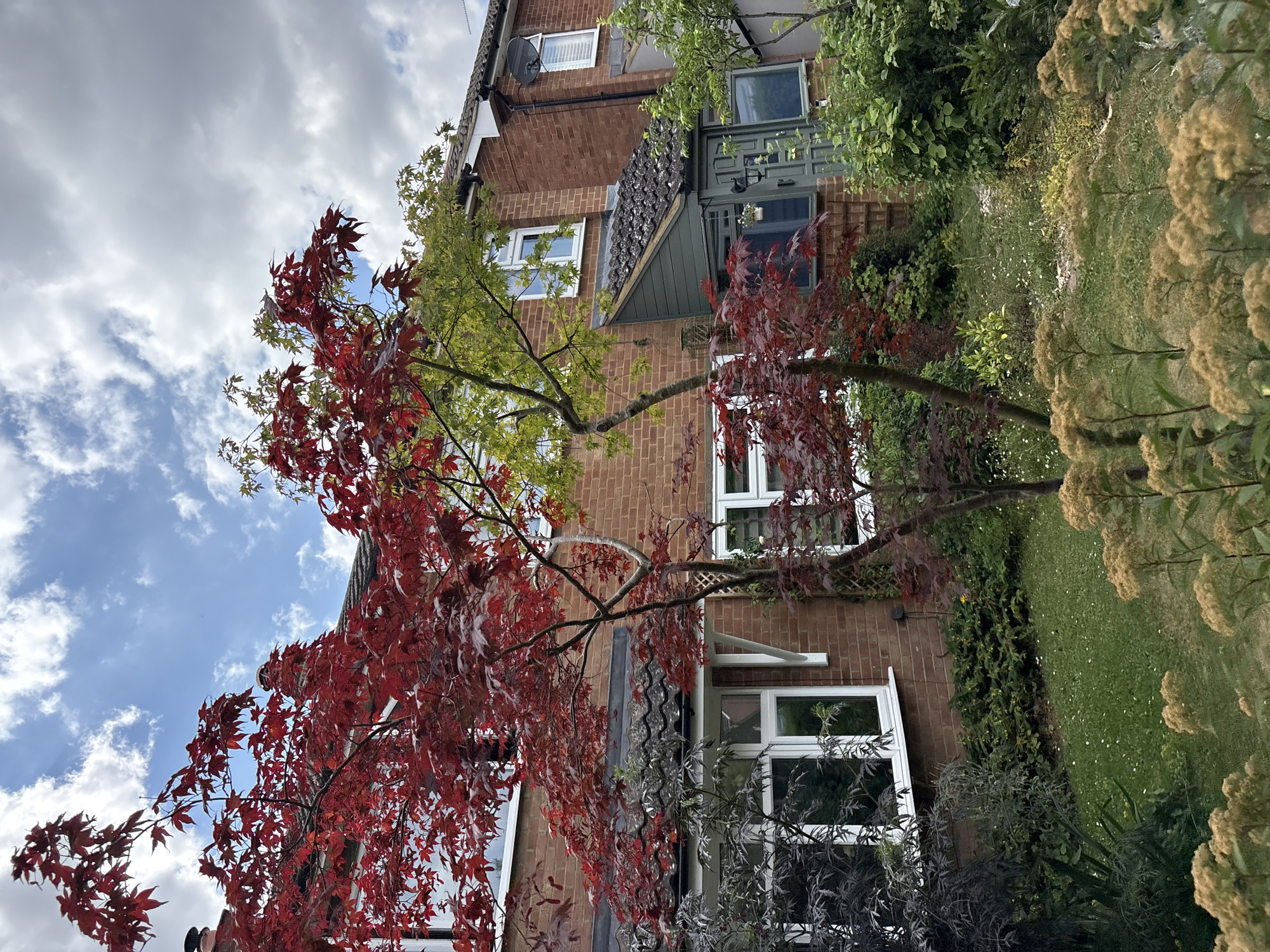 A low-angle shot shows the side of a brick house in Chelmsford, United Kingdom, with a garden in front. The sky is partly cloudy with a mix of white clouds and blue sky. Red and green maple trees are in the foreground, with their branches reaching towards the sky and obscuring parts of the house. The house has multiple windows and a green door. The garden is lush with green grass, bushes, and flowering plants in various shades of green and beige. The time of day appears to be daytime, and the weather is overcast with some sunshine. No people or text are visible in the image.