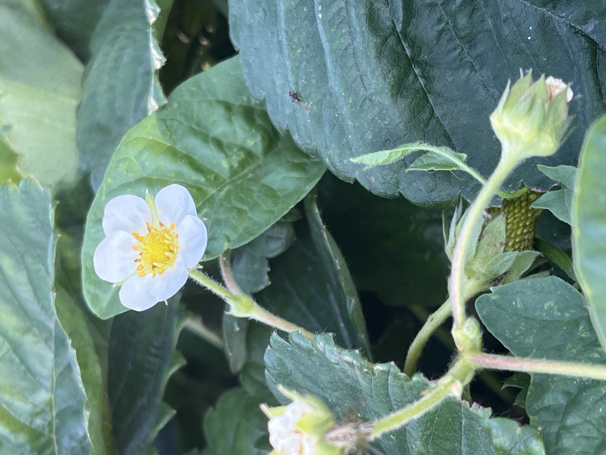 The image displays a close-up view of a strawberry plant in Krasnyye Barrikady, Russia. A single white strawberry flower with yellow stamens is in focus at the top center of the frame, surrounded by lush green leaves. To the lower left, a developing green strawberry is partially visible, along with a flower bud. A small insect, possibly a fly, is perched on a leaf in the upper right quadrant. The lighting suggests it is daytime, with natural light illuminating the plants. The background is a blur of green foliage, indicating the plant is growing outdoors in a garden or field. There are no people or man-made structures immediately visible in the frame.
