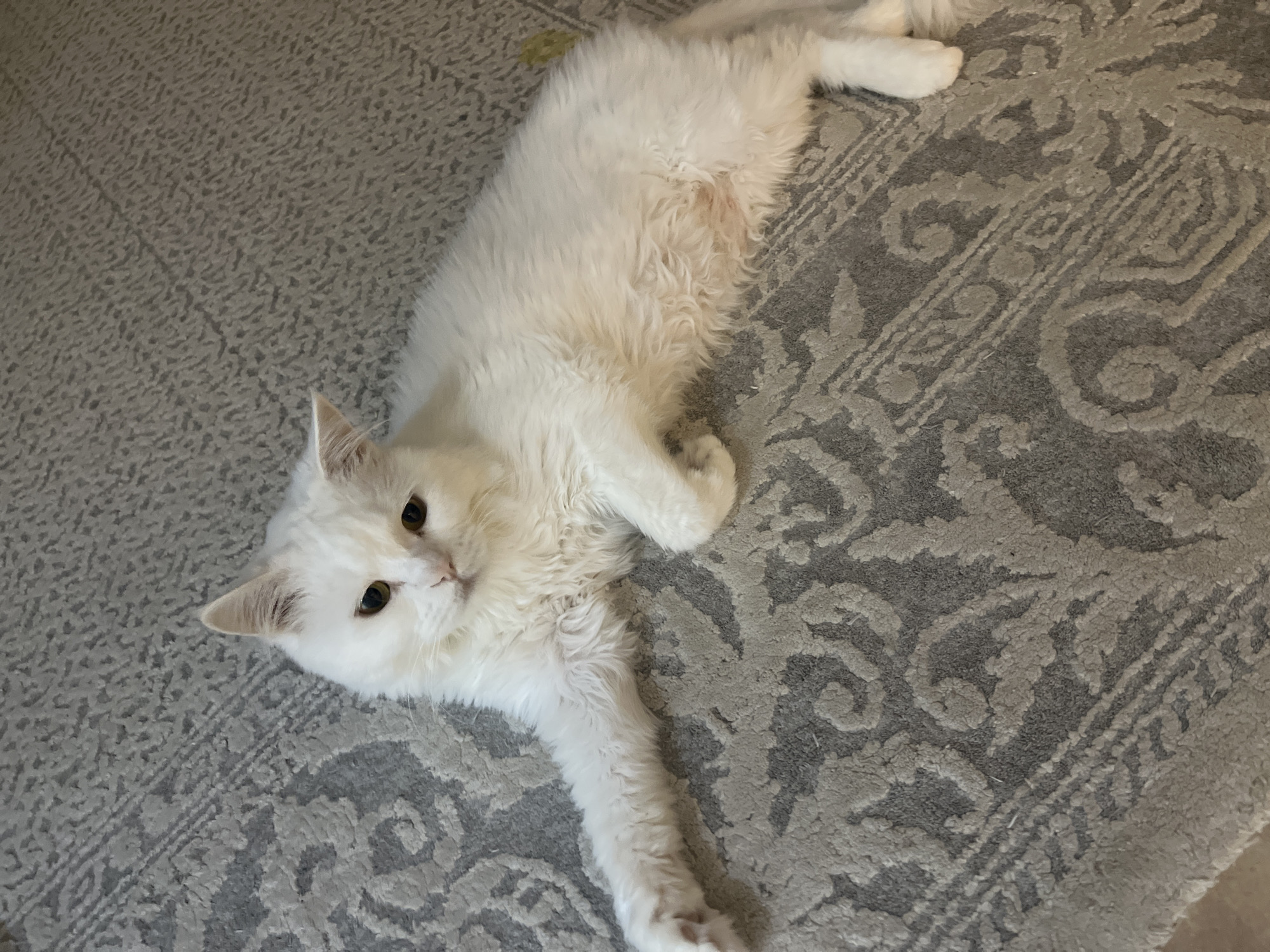 A white cat with yellow eyes is lying on a gray, patterned rug. The cat is facing the left side of the image with its head slightly tilted. Its front left leg is extended forward, while its front right leg is bent. The cat's fur appears fluffy and somewhat matted. The rug has an ornate design in shades of gray. The scene appears to be indoors, likely in a residential setting within Umm Al Quwain, United Arab Emirates, given the context provided, although there are no specific visual cues to confirm this location.