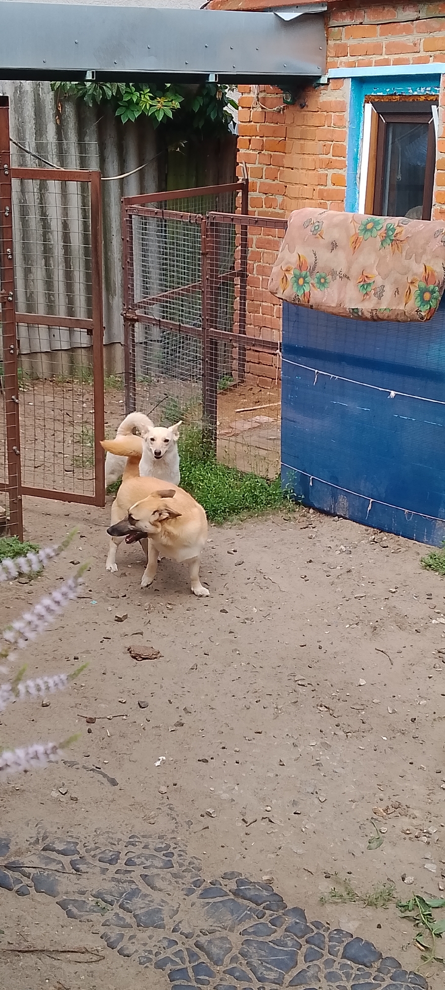 In the city of Belgorod, Russia, two dogs are in a yard. One dog, a light brown mixed breed, is in the foreground, facing to the left with its head turned. It appears to be holding something in its mouth. Behind it, a white mixed breed dog stands, facing the camera. The yard is dirt and gravel, with some patches of grass. To the left, there is a metal gate and a corrugated metal fence. Behind the dogs, a brick building is visible, with a blue structure and a patterned blanket hanging on it. The overall scene depicts a common backyard setting with canine inhabitants.