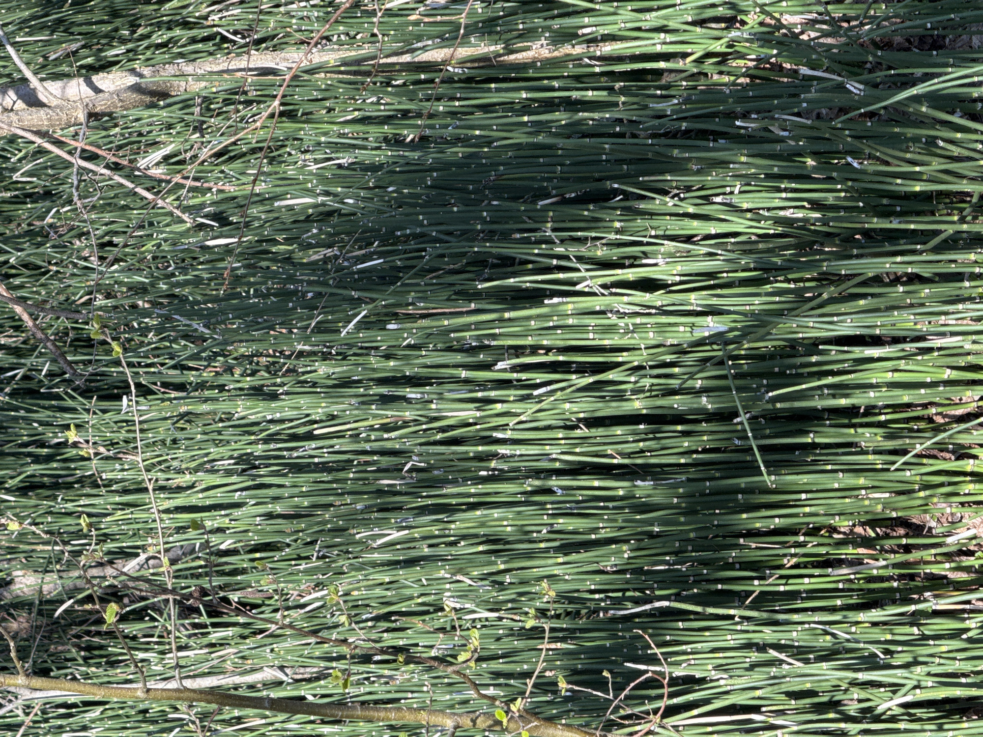 The image shows a dense patch of green, segmented Equisetum plants, often called horsetails, growing on the ground. Interspersed amongst the horsetails are fallen tree branches, some with nascent leaves. The location is unspecified.