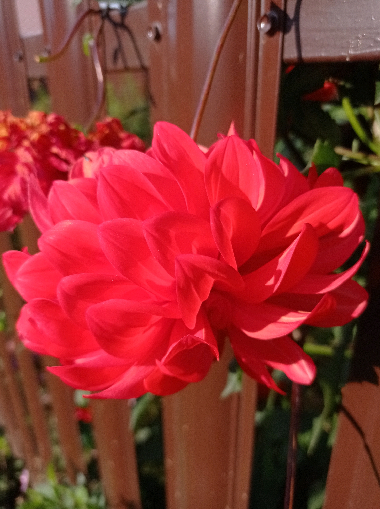 A close-up, sunlit shot focuses on a bright red dahlia flower in bloom, positioned in the foreground. The flower's petals are layered and tightly packed, with some petals curving outwards and others folded inward, creating a sense of depth and texture. The vibrant red color is intensified by the bright sunlight, casting soft shadows and highlights across the petals.
In the background, a brown wooden fence serves as a backdrop. The fence's vertical slats are visible, with some blurred in the background, suggesting a shallow depth of field. Behind the fence, greenery and other out-of-focus red flowers are faintly visible, hinting at a garden setting. The image is taken outdoors on a sunny day. The location is identified as Degtyarsk, Russia. No people are present in the image.
