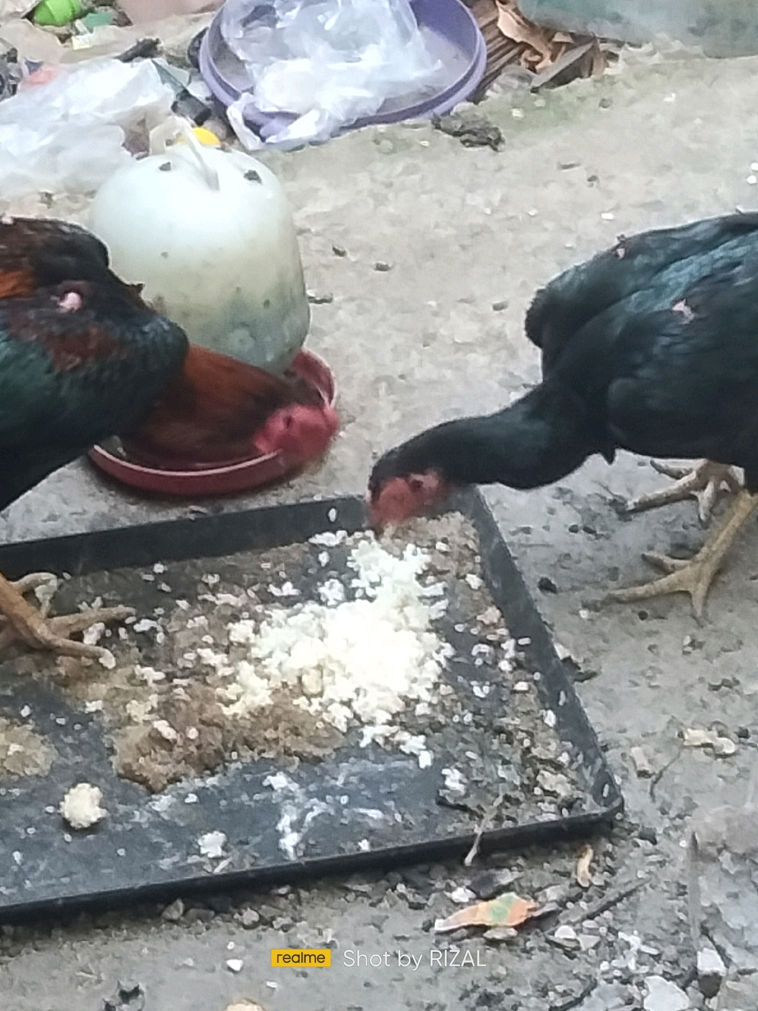 Two chickens are eating from a tray filled with rice and debris. One chicken, mostly black with iridescent green and blue feathers, is on the right side of the frame, bending down to eat. The other chicken, with a green and black body and reddish-brown neck and head, is on the left side of the frame, also eating. A red bowl or dish is visible behind the chickens, and a white plastic container is in the background. The ground appears to be dirt or gravel, with scattered debris. The scene is outdoors, with the overall impression of a somewhat unkempt area. The lower right corner of the image contains a "realme Shot by RIZAL" watermark.