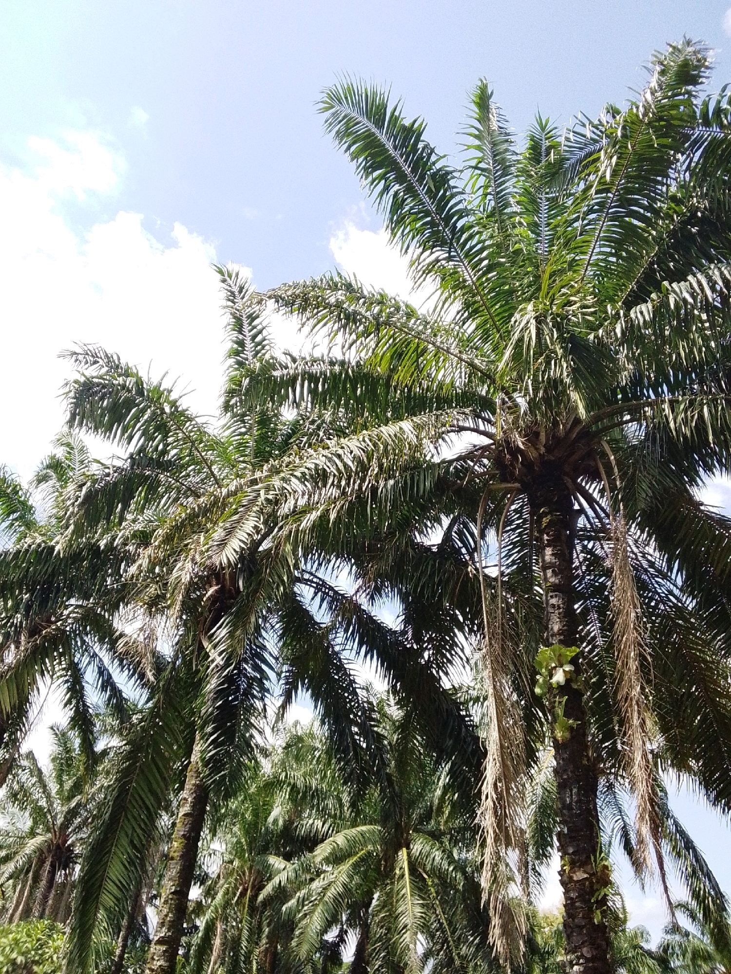 The image depicts a dense cluster of oil palm trees, their fronds stretching upwards towards a bright, partly cloudy sky. The scene is likely captured in an outdoor, natural environment, possibly a plantation or a lush green area. The trunks of the trees are visible, some with dried fronds hanging down. The foliage is predominantly green, indicating a healthy and mature stand of trees. The light suggests it is daytime, with sunlight filtering through the leaves. The provided location context, Serti, Nigeria, places this scene within a region known for oil palm cultivation. There are no people, animals, or man-made structures visible in the frame. The image is a close-up view focused on the trees, with the sky forming the background.