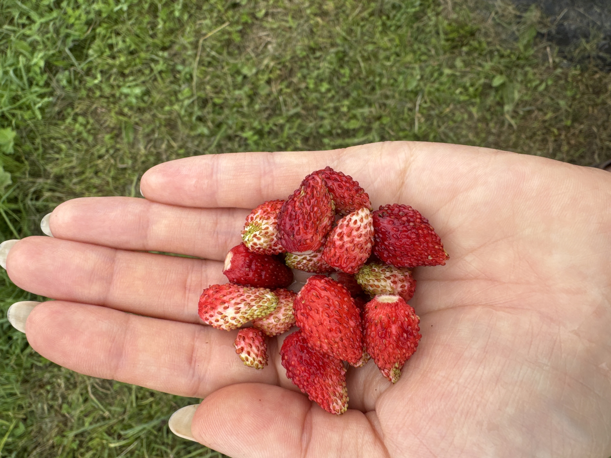 A close-up, top-down shot shows a person's left hand cupped open, holding a pile of wild strawberries. The strawberries are small, roughly conical in shape, and vary in color from bright red to pale green at the tips. Their surfaces are textured with small seeds. The hand is fair-skinned, with visible fingerprints and well-maintained fingernails. The background is out of focus, revealing a grassy area with patches of dirt, suggesting an outdoor, natural setting. There is no identifiable urban landscape or specific features that would indicate the city of Krasny Klyuch, Russia. The image primarily focuses on the hand and the harvested berries.