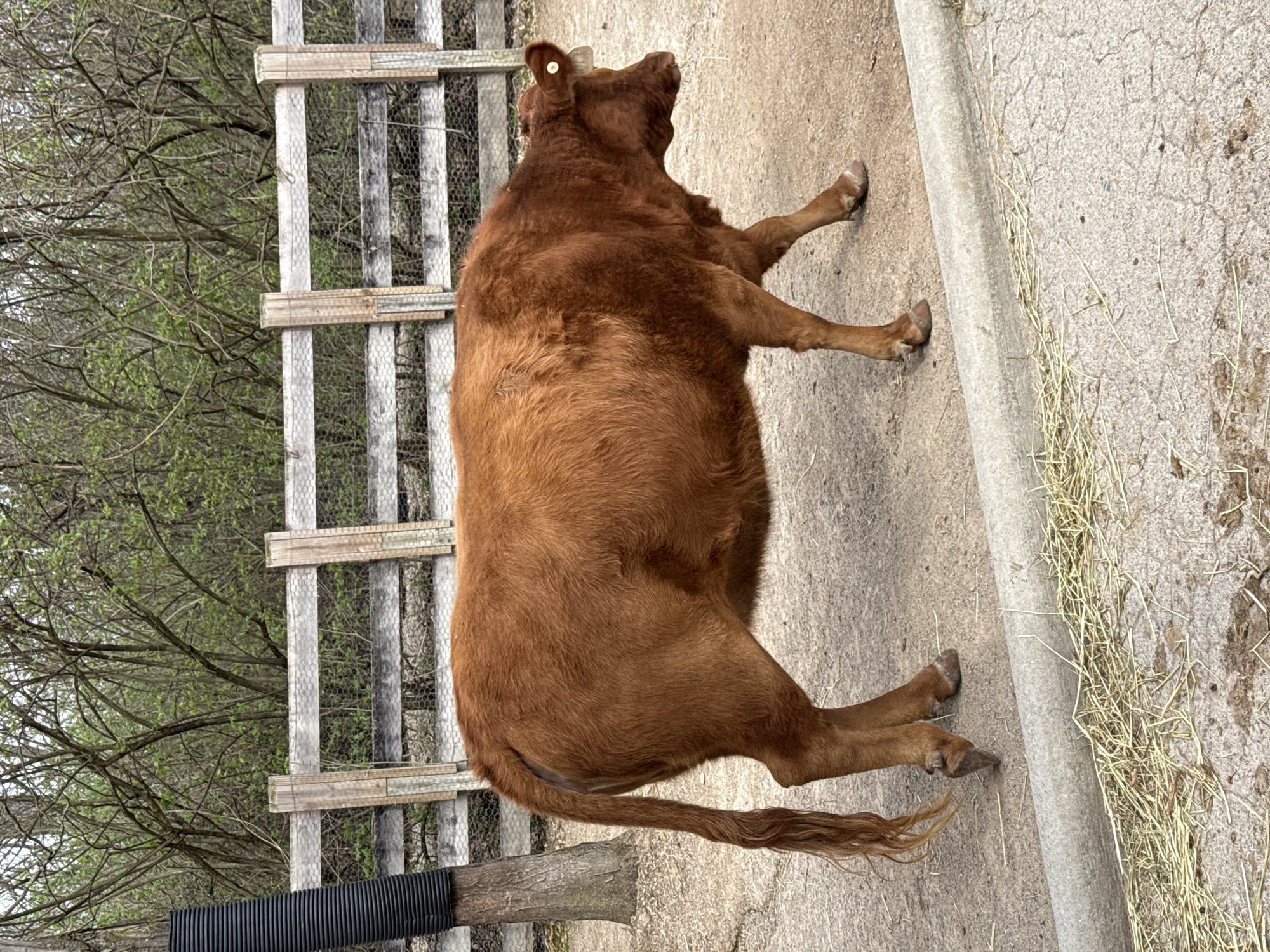 The image shows a large, brown cow standing on a concrete surface next to a curb. The cow is positioned near a wooden fence, behind which are trees with sparse foliage. The ground is a mix of concrete and dirt, with scattered hay. The cow has a tag on its ear. The location is Powell, United States of America.