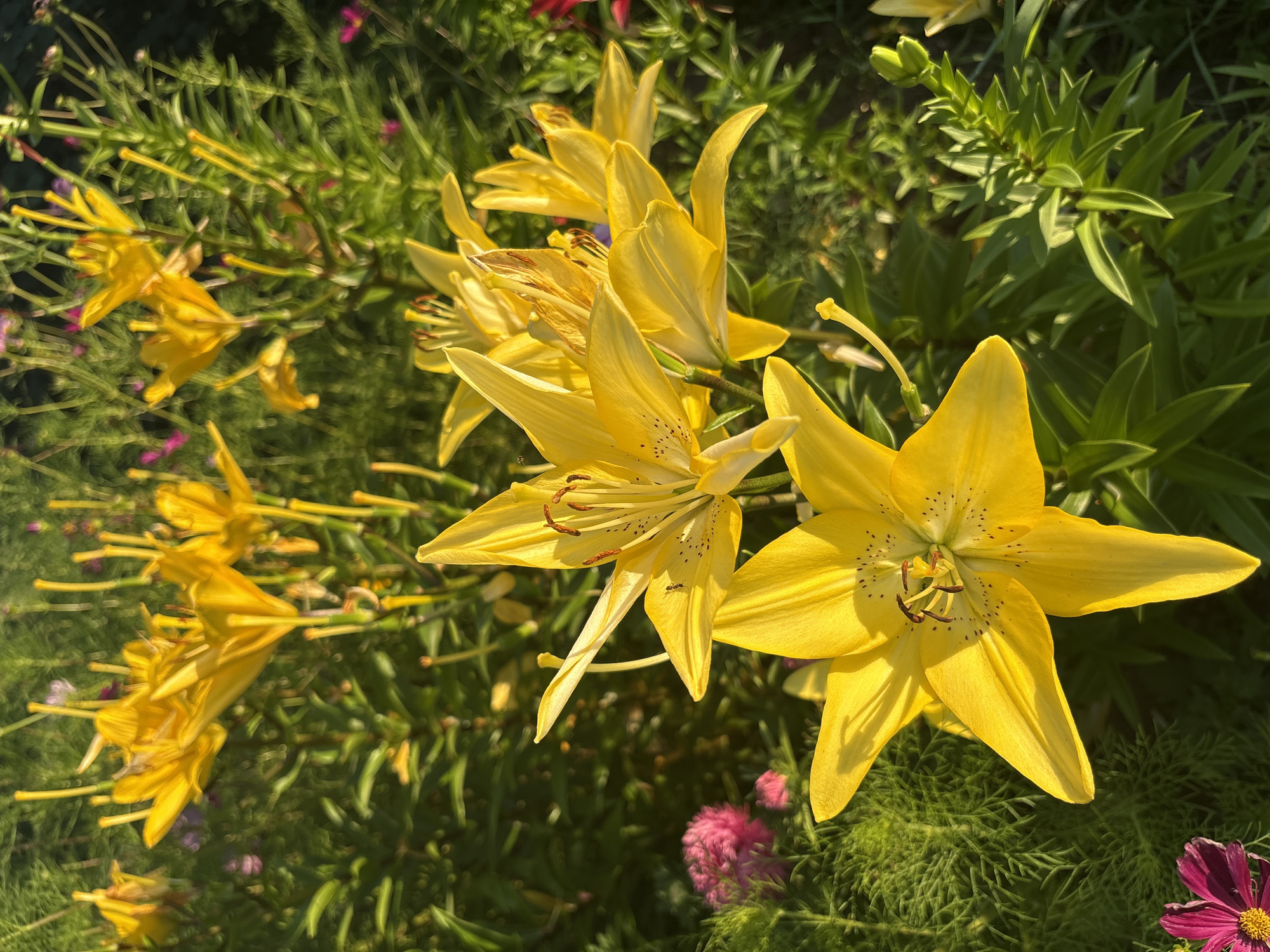 The image captures a close-up view of a garden with several bright yellow lilies in full bloom. The flowers are the primary focus, with their prominent petals and stamens clearly visible. Some lilies are in focus, while others are slightly blurred in the background, creating a sense of depth. The surrounding foliage is a lush green, with some hints of pink flowers also present, adding subtle color variation to the scene. The lighting suggests it might be late afternoon or early morning, with sunlight casting a warm glow on the petals and creating gentle shadows. The environment appears to be a natural outdoor setting, likely a garden bed within a residential area or park. There are no people or animals visible in the frame. The overall impression is one of natural beauty and vibrancy.