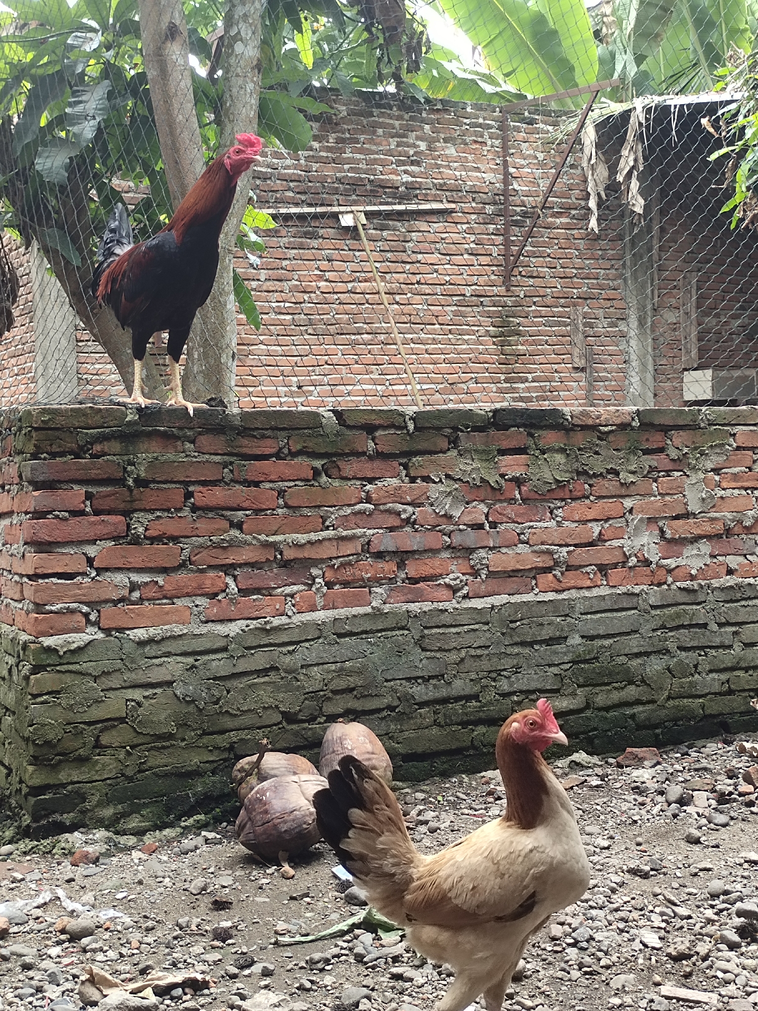 In Rayeukmatangkuli, Indonesia, two roosters are present. One rooster, predominantly black with red markings, is perched atop a brick wall, its head raised. The other rooster, lighter in color with brown and white plumage, stands on the ground in the foreground. Behind the roosters, a brick wall forms the backdrop, with a mesh fence and foliage visible beyond. Several coconuts are scattered on the ground near the brick wall. The environment appears to be an outdoor yard or enclosure, with a rough, gravelly surface.