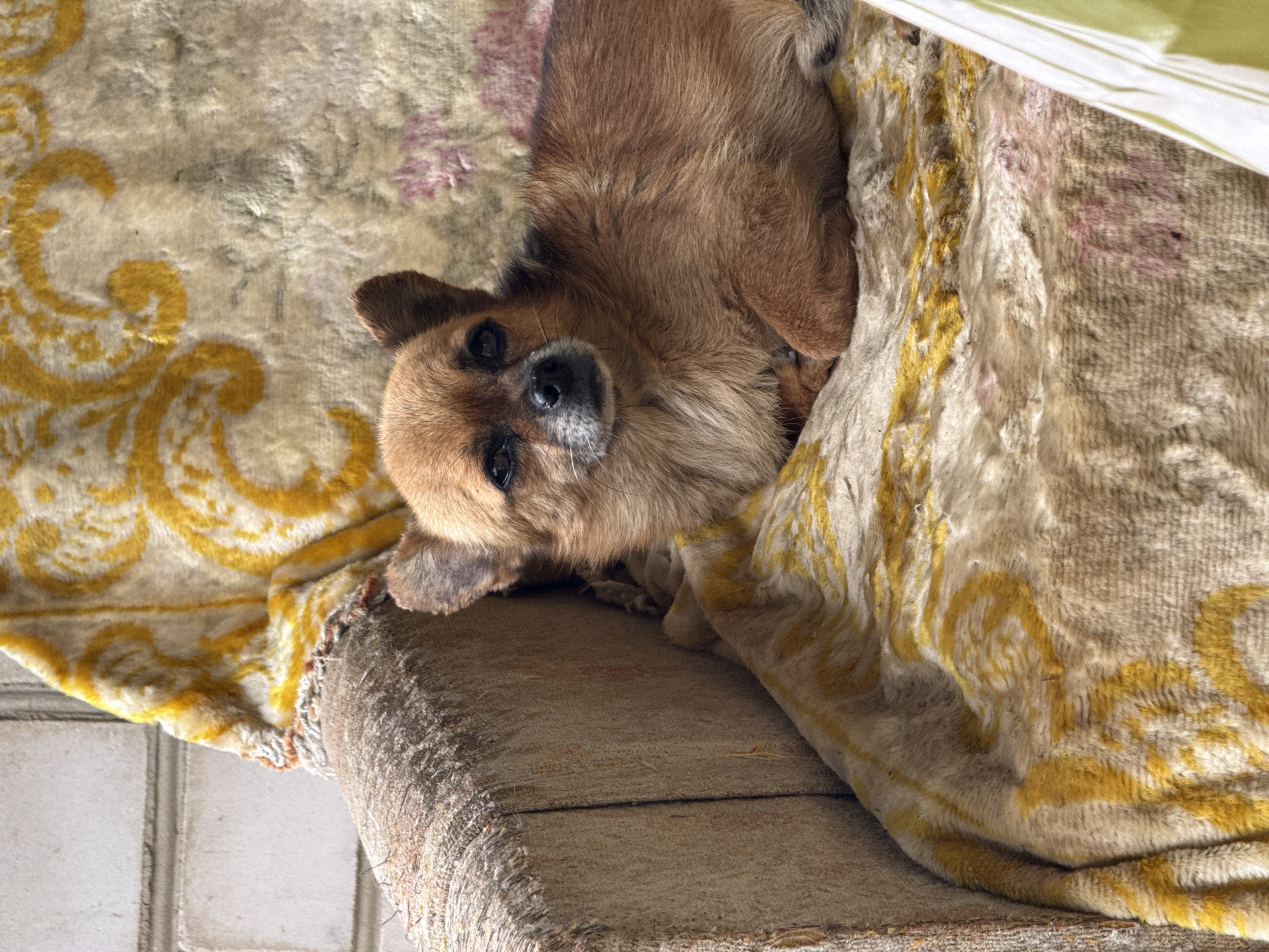 A small, light brown dog with dark eyes and pointed ears is lying on a chair with a heavily worn, gold-patterned fabric. The dog is positioned on the right side of the frame, looking towards the viewer. The chair's armrest, to the left, is made of rough, textured material. The background shows a white brick wall. The scene appears to be indoors, possibly in a residential setting in Seleznivka, Ukraine.