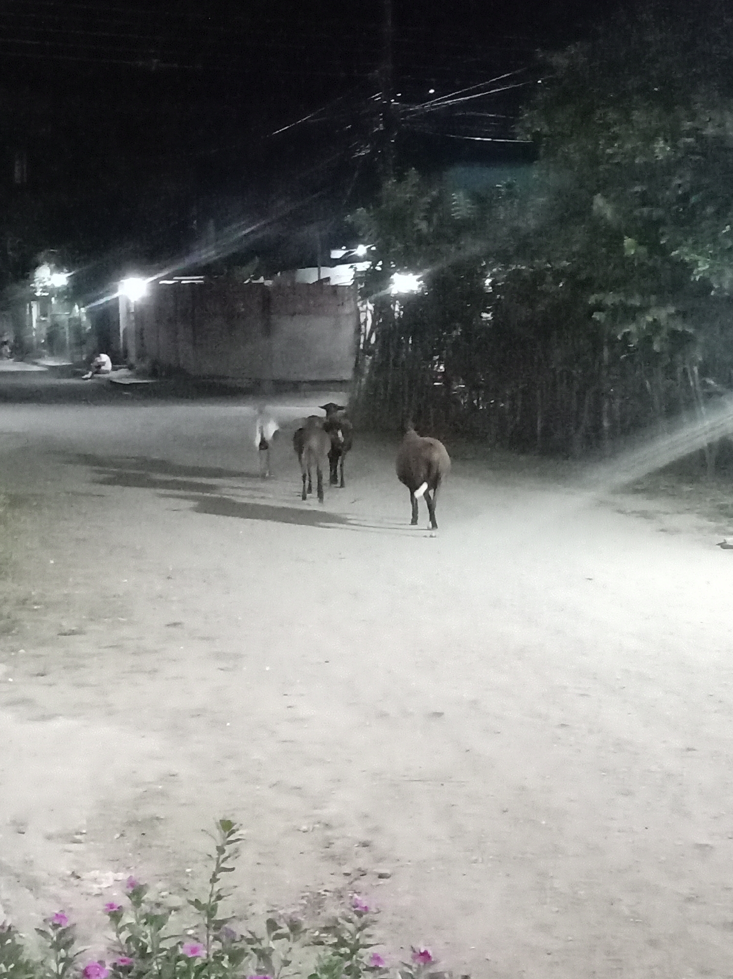 At night, a group of four cattle walk away from the viewer down a street in Parroquia Ocumare, Venezuela. A row of trees and vegetation are on the right side of the street. On the left, a building can be seen in the middle distance, illuminated by a light. A person is sitting near the building. Foreground vegetation is located at the bottom of the frame.