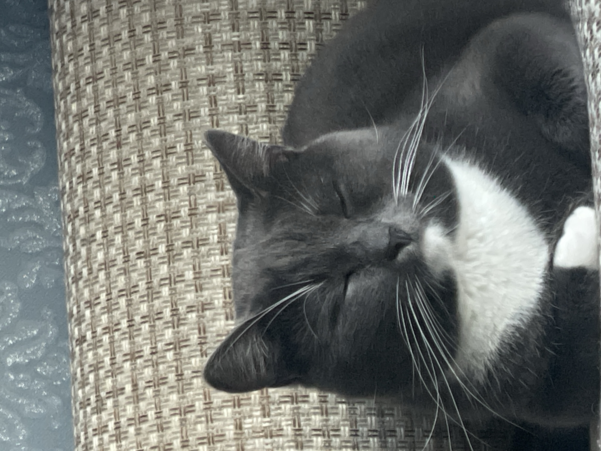 A domestic cat is seen sleeping soundly on a textured, woven surface. The cat is a tuxedo breed, characterized by its dark grey fur covering most of its body, head, and ears, contrasted with a prominent white chest and bib area. Its eyes are closed in sleep, and its white whiskers are long and fanned out. The cat's body is curled, suggesting a comfortable and relaxed posture. The textured surface beneath the cat features a repeating grid-like pattern in shades of beige and light brown, resembling upholstery fabric or a woven mat. To the left of the cat and the patterned surface, a blurred light blue-grey area is visible. There is no visible text in the image. The scene conveys a sense of peaceful rest, captured in an indoor setting in Syrkovo, Russia.
