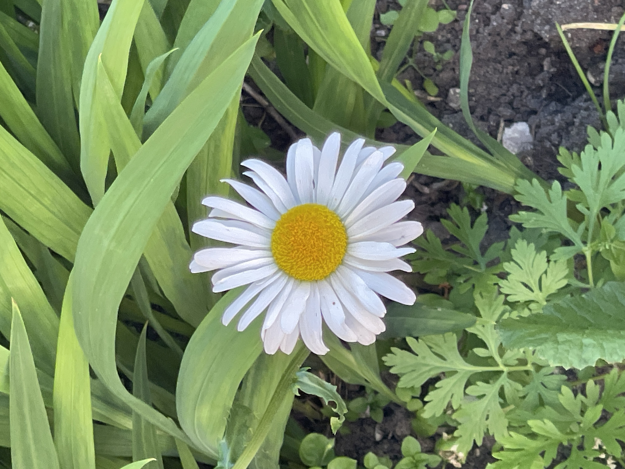 This media file is a close-up, eye-level shot of a single white daisy with a yellow center, blooming amidst lush green foliage and dark soil. The daisy is positioned slightly to the left of the frame's center, with its petals fanned out and its yellow disk facing upwards. The surrounding leaves are a vibrant green, with some appearing broad and sword-like, while others are more delicate and feathery, particularly on the right side of the image. The soil is dark and appears somewhat dry, with small pebbles and scattered green ground cover visible. The lighting suggests it is daytime, likely with soft sunlight filtering through, creating a gentle illumination on the flower and leaves. There are no people, text, or specific events depicted. The scene is a natural outdoor setting, likely a garden or park, given the presence of cultivated and wild-growing plants. The image conveys a sense of natural beauty and tranquility. The location context provided is Zelenogradsk, Russia.