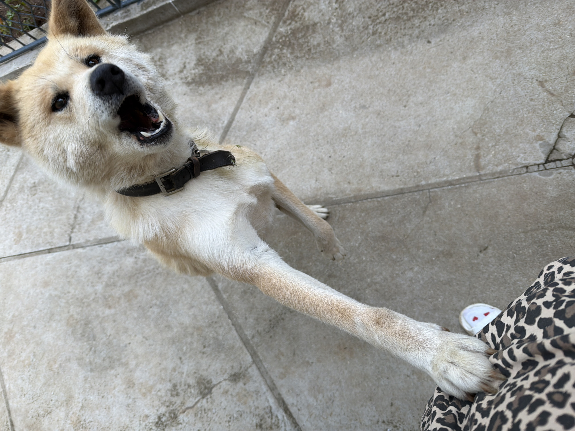 A tan and white dog wearing a black collar stands on a light gray tiled surface. The dog has its mouth open and is reaching forward with one paw. A person wearing a leopard-print garment is standing to the right of the dog. Part of a white shoe with red heart-shaped designs is visible near the person's foot. The location is not discernible to be in Buhovo, Bulgaria from the available information.