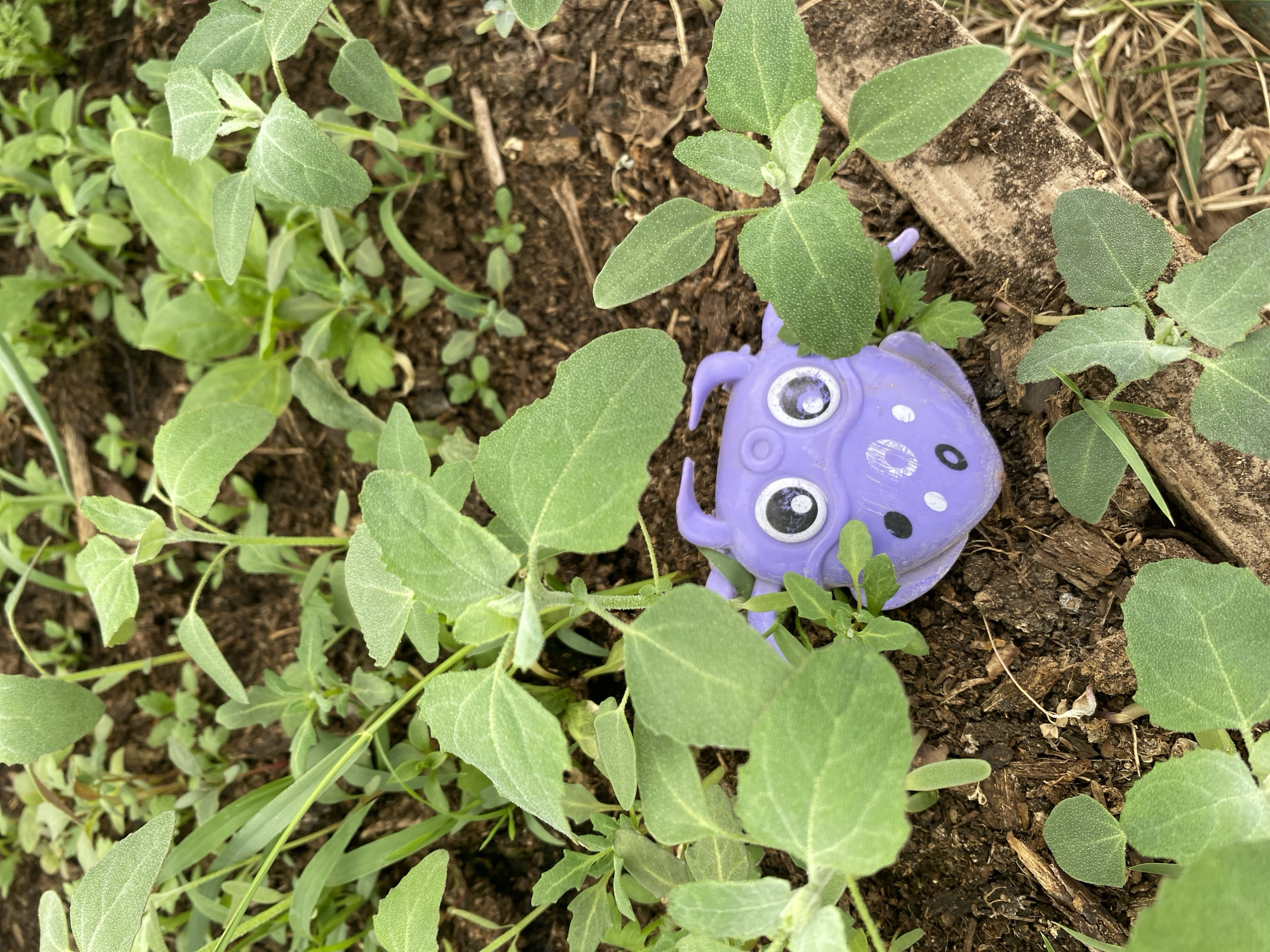 A purple, cartoonish toy octopus with white eyes and black pupils sits in the middle of a patch of green plants and brown soil. The plants have broad, ovate leaves with a velvety texture. A weathered wooden plank is partially visible on the right side of the frame. The image was taken in Chaikovsky, Russia.