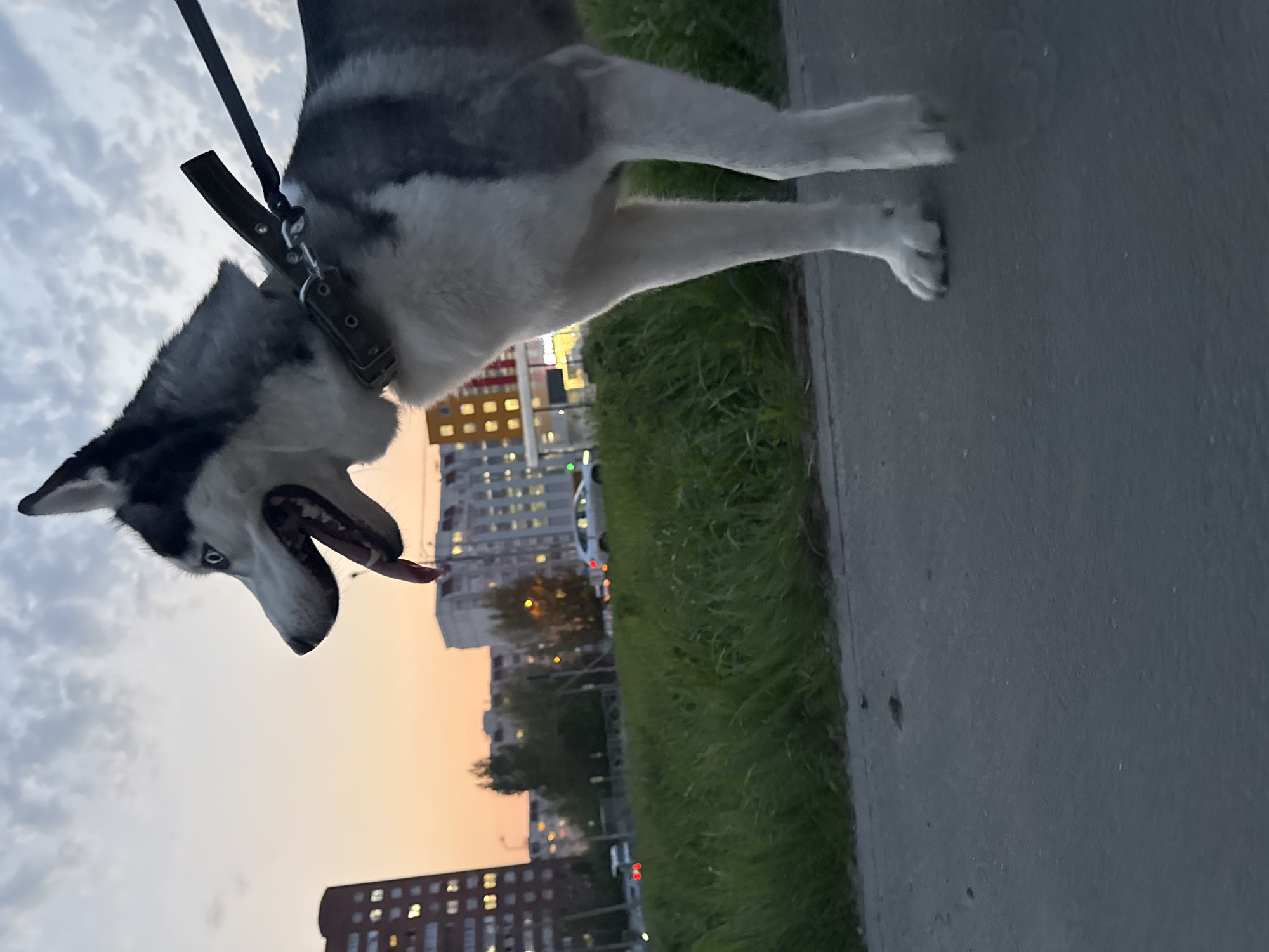 A husky dog is on a leash, its tongue hanging out, as it is being walked along a sidewalk in the city. There are buildings and a setting sun in the background.