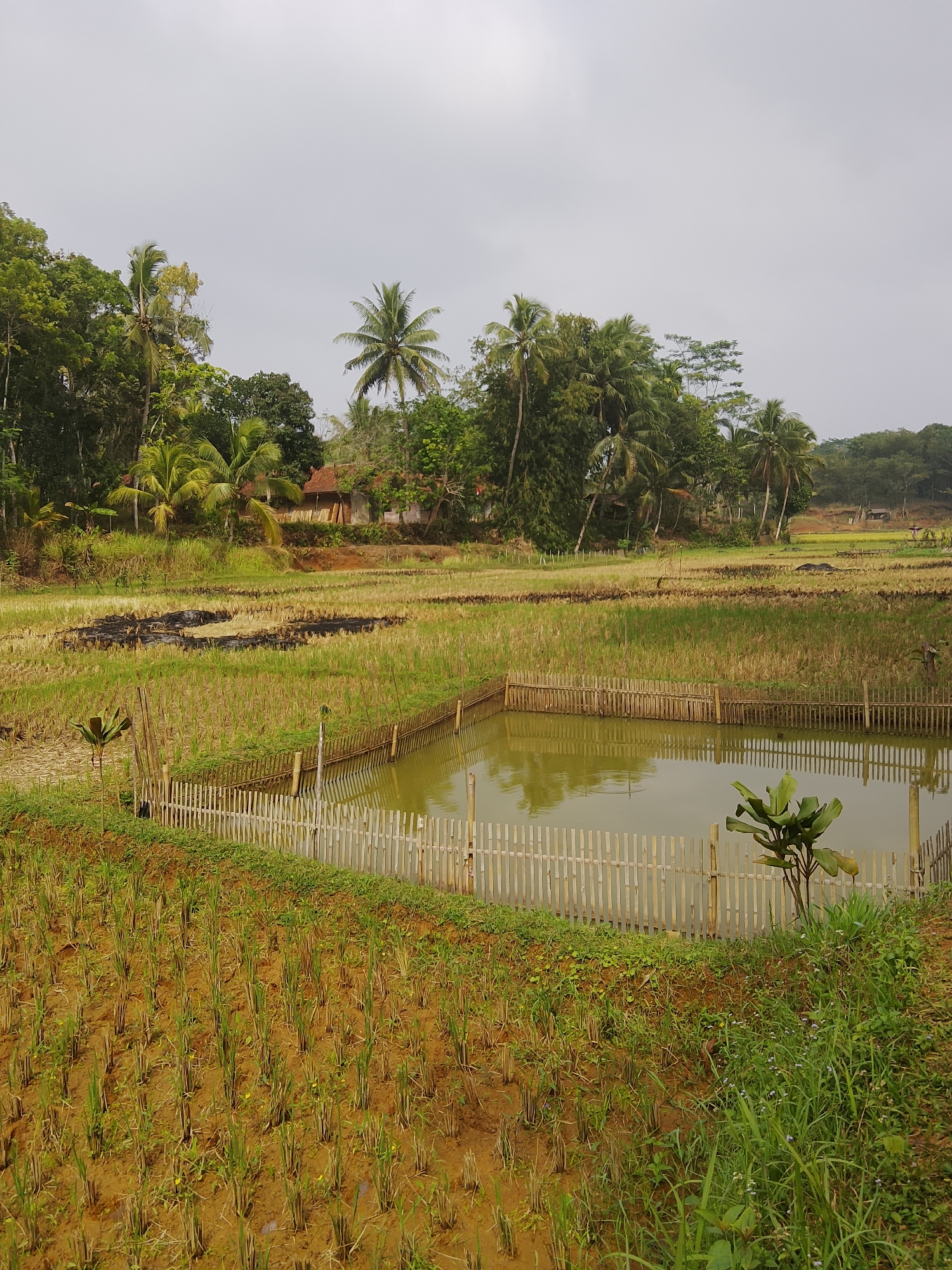 The image depicts a rural landscape in Cikukulu, Indonesia. In the foreground, young rice plants are growing in muddy soil. A pond, enclosed by a bamboo fence, is located in the mid-ground, with reflections visible on its surface. Beyond the pond, harvested rice fields stretch towards a cluster of trees and a few buildings with red tile roofs. The sky is overcast, casting a soft light over the scene. The environment appears to be a typical agricultural area with vegetation and a body of water. There are no people visible in the image.