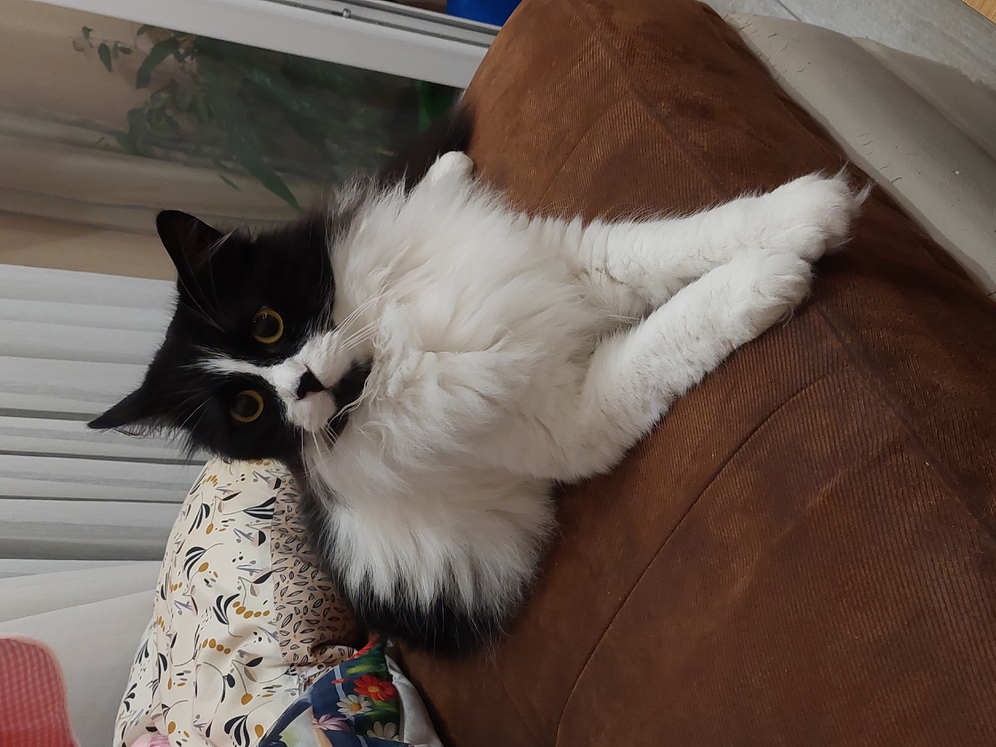 A black and white cat is lying on a brown corduroy couch, propped up by a patterned cushion. The cat's front paws are crossed. The scene is likely indoors, with a window and blinds visible in the background. The location, Plovdiv, Bulgaria, cannot be verified based solely on the image.