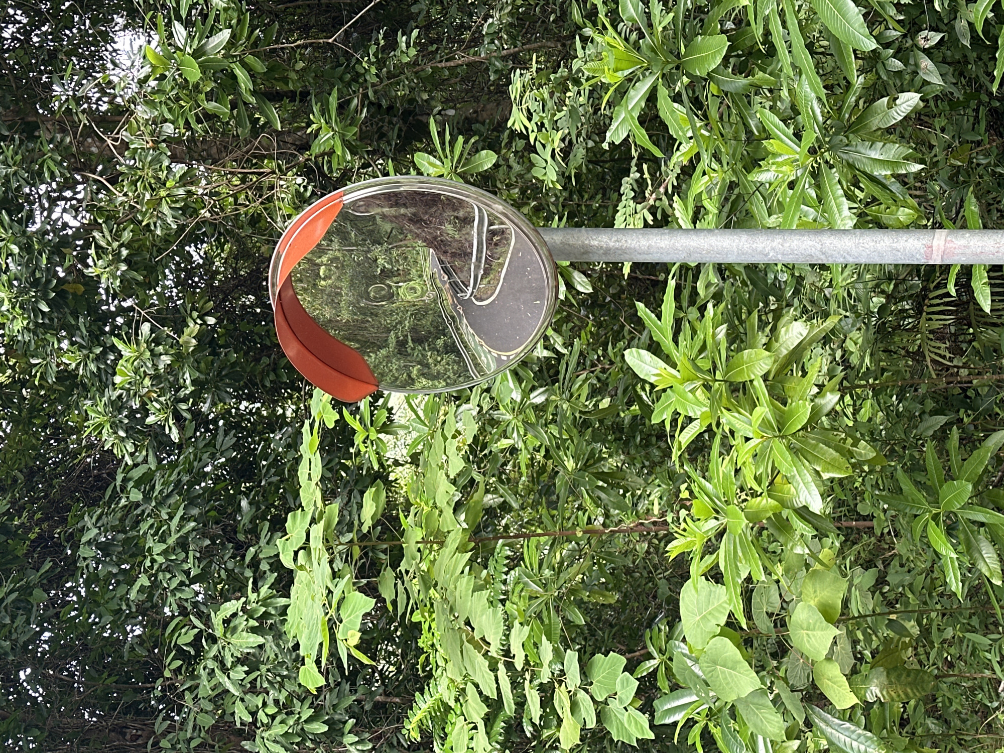 A convex mirror mounted on a silver metal pole reflects a winding road with a metal guardrail. The mirror has a red edge. Lush green foliage surrounds the mirror and pole, indicating a natural or park-like setting. The reflection in the mirror shows the road curving to the right, with trees and dense undergrowth visible along its edges. There are no people or animals in the image. The overall impression is one of a scenic, possibly rural or mountainous, location in Kathu, Thailand, where the mirror is likely placed to improve visibility on the road.