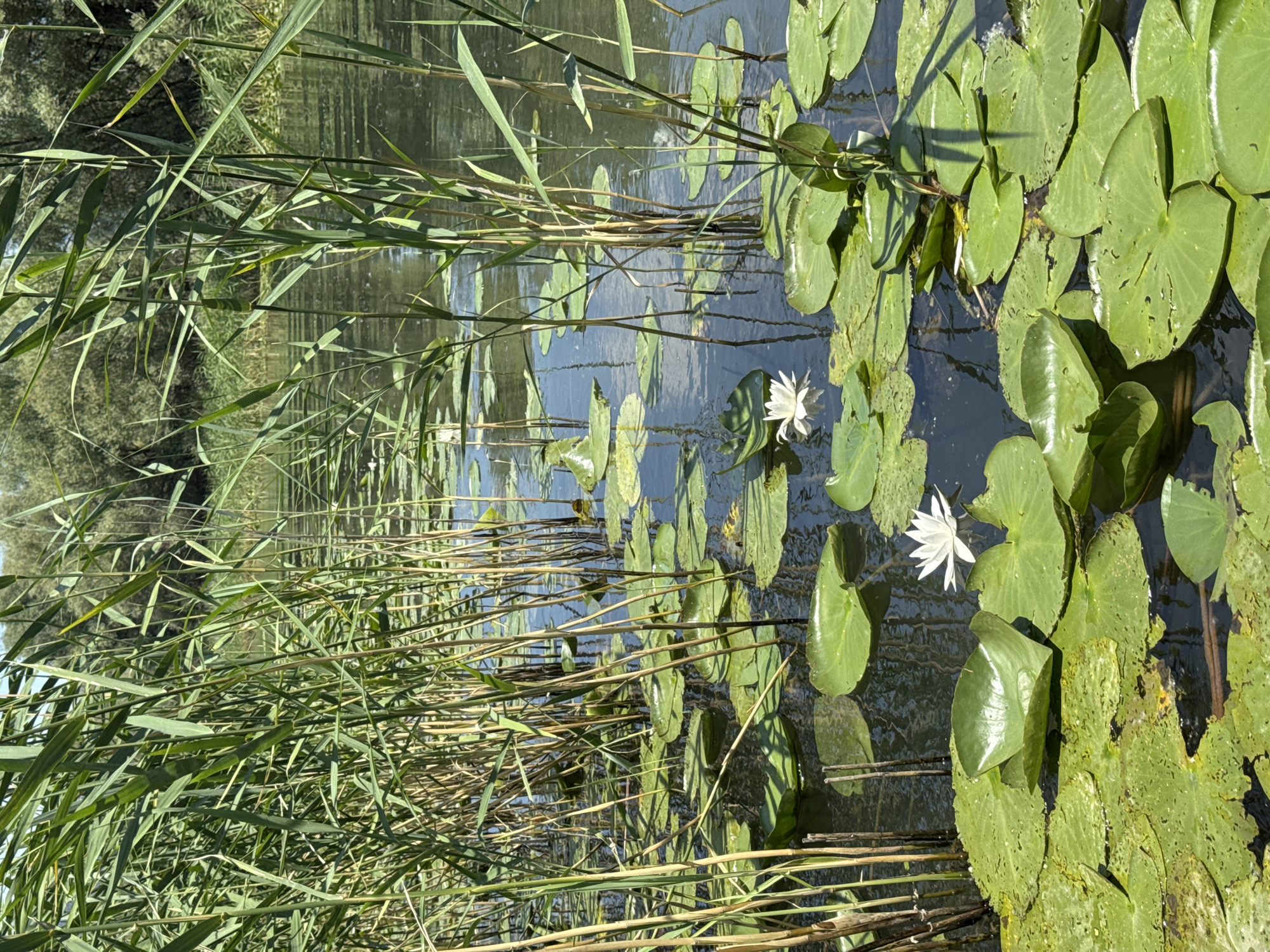 This is a still, natural scene of a pond or slow-moving body of water, with tall green reeds lining the left side and lily pads and two white water lilies floating on the right. The water is dark and reflective, showing the blue sky and the green trees on the opposite bank. The reeds are dense and create a natural border, with some of their long, slender leaves reaching out over the water. The lily pads are round and green, with some showing signs of wear and tear, like small holes. The two white water lilies are delicate and blooming, adding a touch of color and beauty to the scene. The overall impression is one of peacefulness and natural beauty. The lighting suggests it is daytime, likely a sunny day given the reflections on the water. There is no text visible in the image.