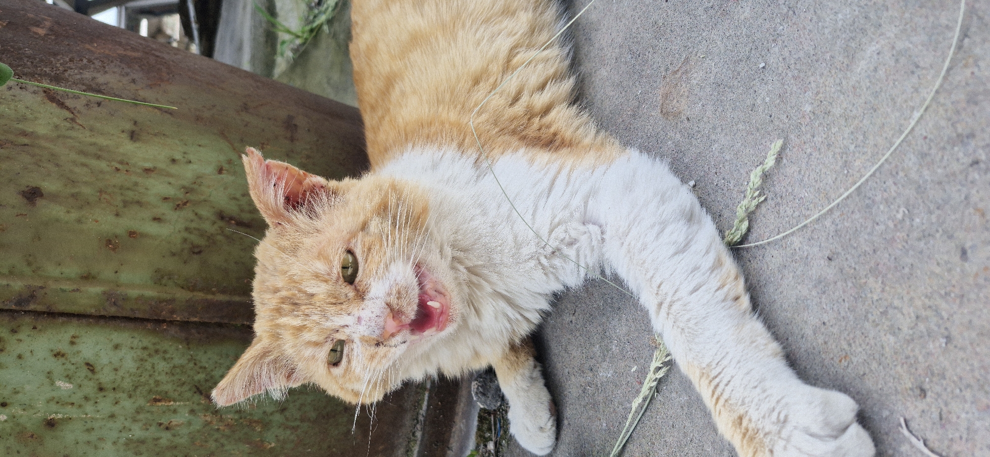 An orange and white cat is lying on its side on a concrete surface, exposing its teeth. A rusted metal object is on the left, and blades of grass are scattered around.