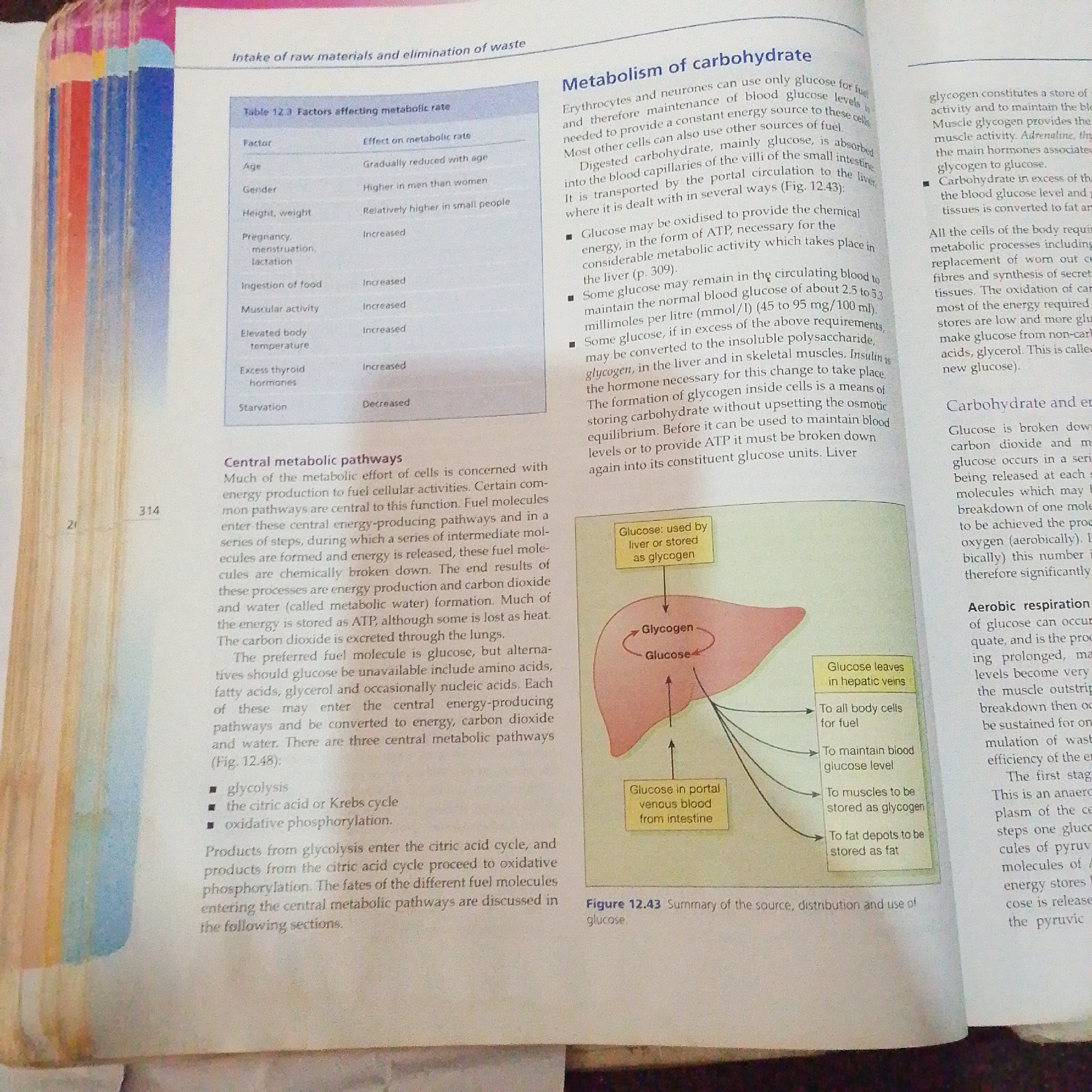 The image is a page from a textbook, likely on biology or human physiology, discussing metabolism and carbohydrates. It contains text, a table, and a diagram. The text is divided into sections like "Metabolism of carbohydrate", "Central metabolic pathways", and "Carbohydrate and energy". A table titled "Table 12.3 Factors affecting metabolic rate" lists factors such as age, gender, and pregnancy, and their effect on metabolic rate. The diagram, labeled "Figure 12.43 Summary of the source, distribution and use of glucose," illustrates the journey of glucose from the intestine to various parts of the body, including the liver and other cells, and its storage as glycogen or fat. The page has a numbered corner "21" and "314", indicating it is likely from a larger publication. There is no information in the image related to Jalingo, Nigeria.