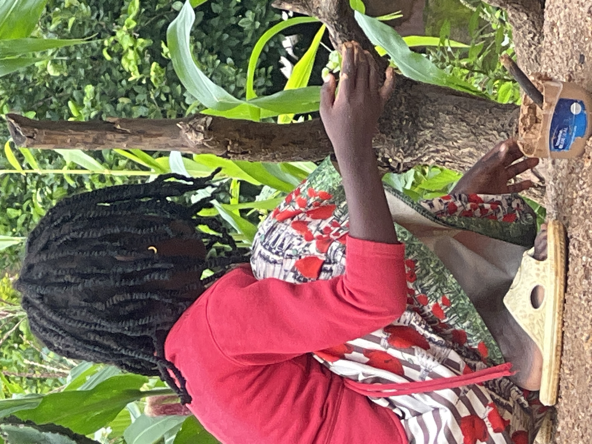 A person, viewed from the side and slightly from behind, is crouching amidst dense green foliage, possibly a cornfield, with a rough-hewn wooden post to their right. The individual has dark skin and is wearing a vibrant red long-sleeved shirt, a patterned skirt featuring red floral motifs on a white and striped background, and light-colored slip-on sandals. Their dark, braided hair is visible, and a small gold hoop earring is present in one ear. The person's right hand is extended towards the wooden post, with their fingers touching or holding something small and green. To the right of their hands, a small, repurposed container, possibly a Vaseline jar, is visible on the ground. It is filled with a brown, paste-like substance and contains a dark stick, resembling a mixing tool. The ground beneath the person appears to be made of fine gravel or sand. The overall environment suggests an outdoor, rural or semi-rural setting, consistent with the outskirts of Jos, Nigeria, where agricultural activities are common.