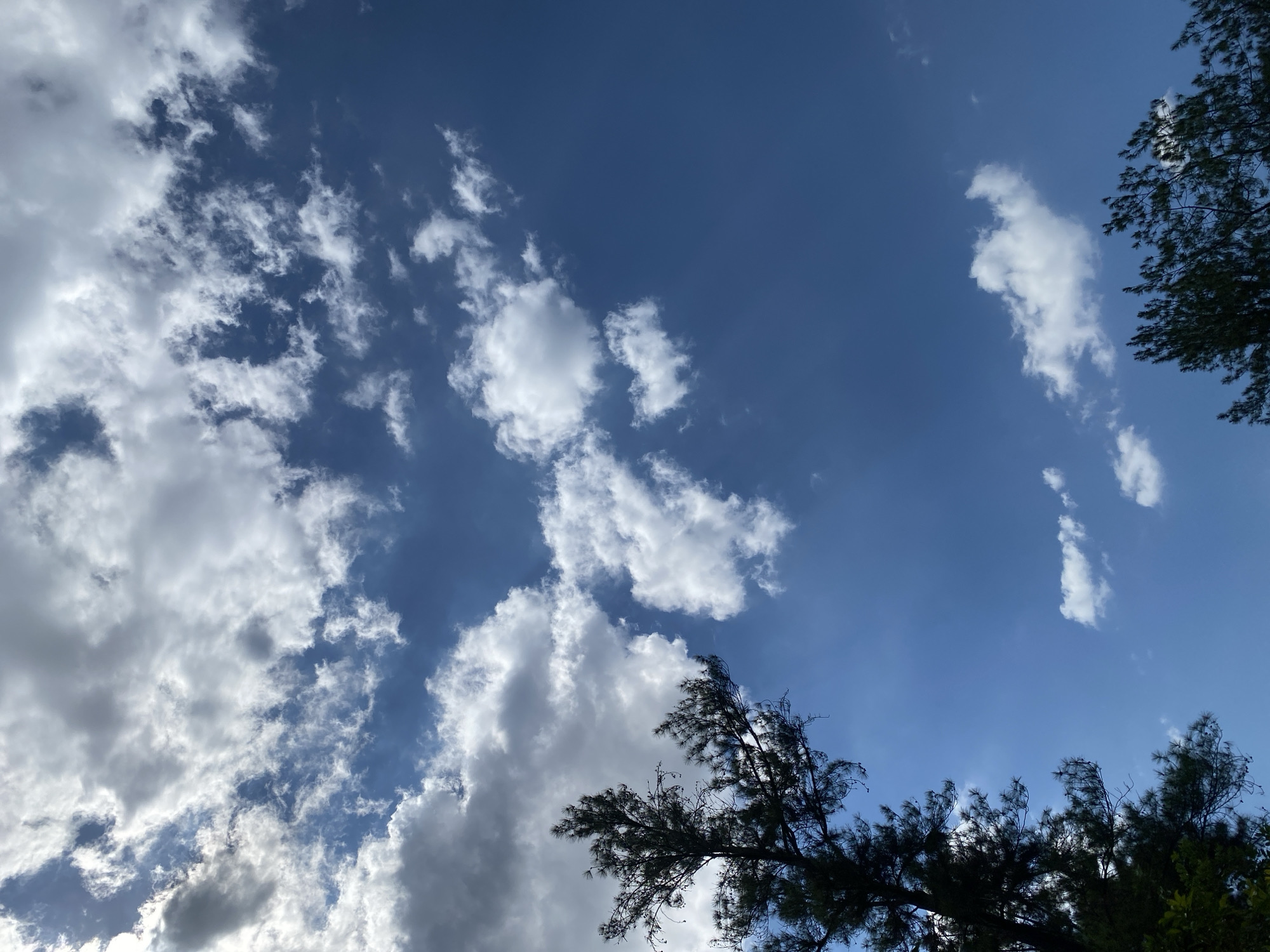 The image shows a view looking up at a bright blue sky with scattered white clouds. Silhouetted against the sky are the dark green branches of a pine tree on the left side and a smaller cluster of trees on the bottom right. The lighting suggests it is daytime, likely late morning or early afternoon, with sunlight filtering through the clouds and illuminating parts of the sky. The scene is devoid of any human presence or activity. The specific location within Banjarbaru, Indonesia, cannot be determined from the visual information provided.