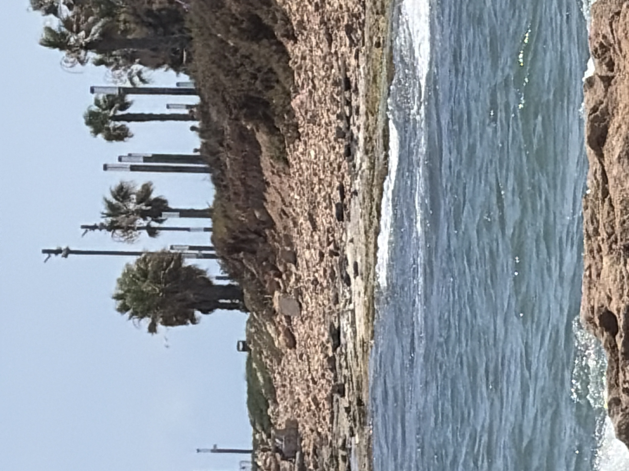 The image depicts a coastal scene with palm trees lining a rocky embankment. The ocean is to the right, with waves gently lapping against the shore. The sky is a clear blue, suggesting a sunny day. The scene appears to be set in Torrevieja, Spain, as indicated by the palm trees and coastal landscape. The overall mood is tranquil and serene, with the natural elements creating a peaceful atmosphere. There are no people or specific objects of interest visible in the image, with the focus being on the natural environment. The time of day appears to be daytime, given the bright lighting. There is no visible text in the image.