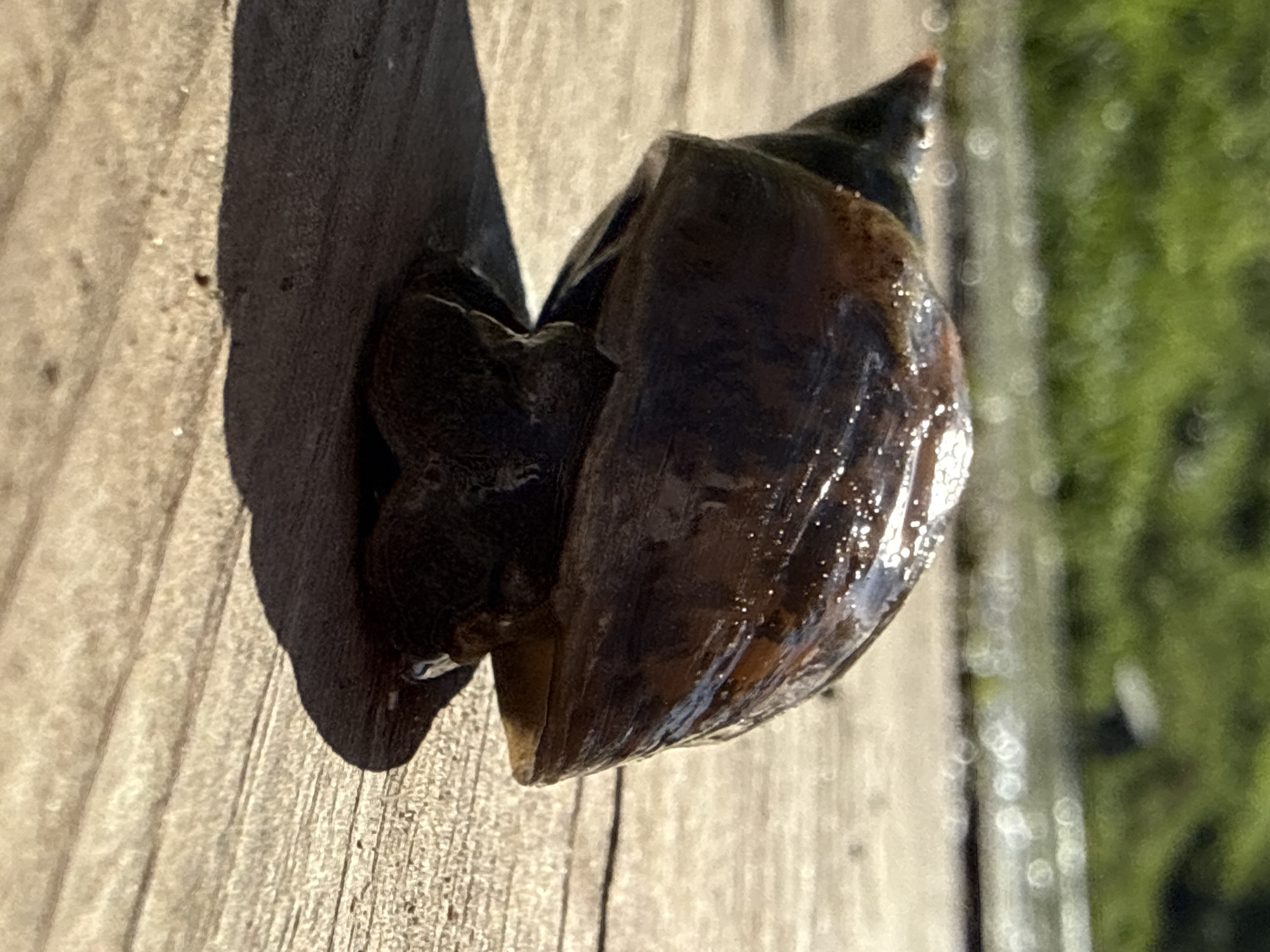 A close-up shows a dark brown apple snail resting on a wooden surface. The shell of the snail is glossy and reflects light. The snail's body protrudes slightly from the opening of the shell. The background is a blurry mix of green and light tones, suggesting vegetation and possibly sunlight. A shadow is cast on the wooden surface behind the snail. There is no information available within the image to suggest the location is Zhigalki, Russia.