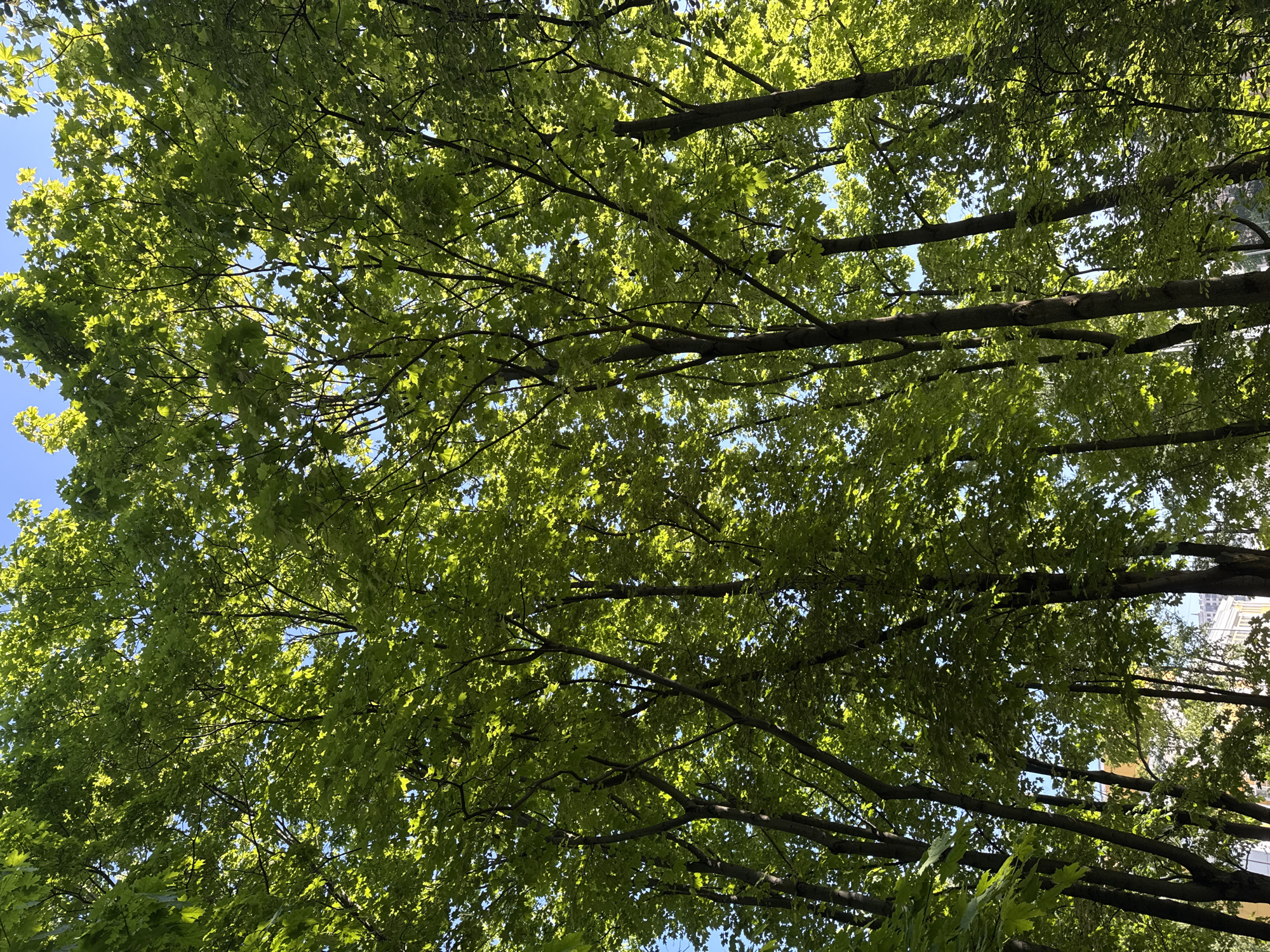 The image displays a vibrant upward view into the canopy of several trees against a clear blue sky. Lush green leaves, illuminated by abundant sunlight from above, dominate the frame. Many of the leaves appear translucent and brightly lit, creating a glow, while others are in partial shadow, highlighting the depth and texture of the foliage.
Dark, sturdy tree branches crisscross the scene, forming an intricate network amidst the vibrant green. The bright, uniform azure sky is visible in various gaps between the leaves and branches, particularly towards the upper left. The scene evokes a bright, sunny day, suggesting either late spring or summer due to the full and verdant appearance of the leaves.
In the far right background, partially obscured by the trees, faint outlines of light-colored buildings or structures can be discerned. These elements indicate an urban or suburban setting, consistent with the provided location context of Saint Petersburg, Russia. There are no people or specific activities taking place, and no visible text.