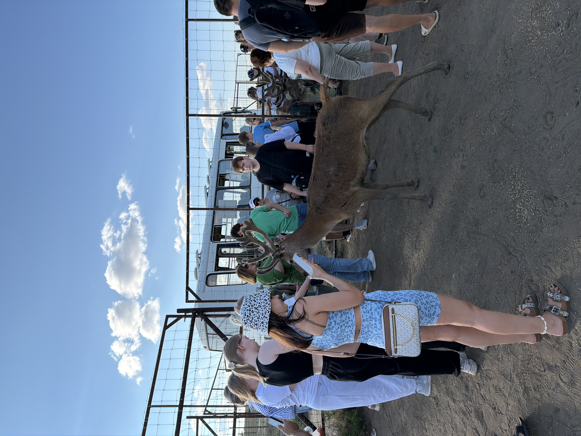 In Gorny Balykley, Russia, a group of approximately 15-20 people, consisting of adults and some children, are gathered in an outdoor enclosure. The enclosure is surrounded by a metal fence. A light-colored bus is visible in the background, behind the fence. The ground is dirt and sand. In the foreground, a deer is interacting with the people, some of whom are holding up phones to take pictures. One woman in the foreground is wearing a leopard-print bucket hat and a blue patterned outfit, and is holding her phone. Another deer, possibly taxidermied, is visible further back in the enclosure. The sky is blue with scattered clouds. The overall scene appears to be an excursion or zoo visit.