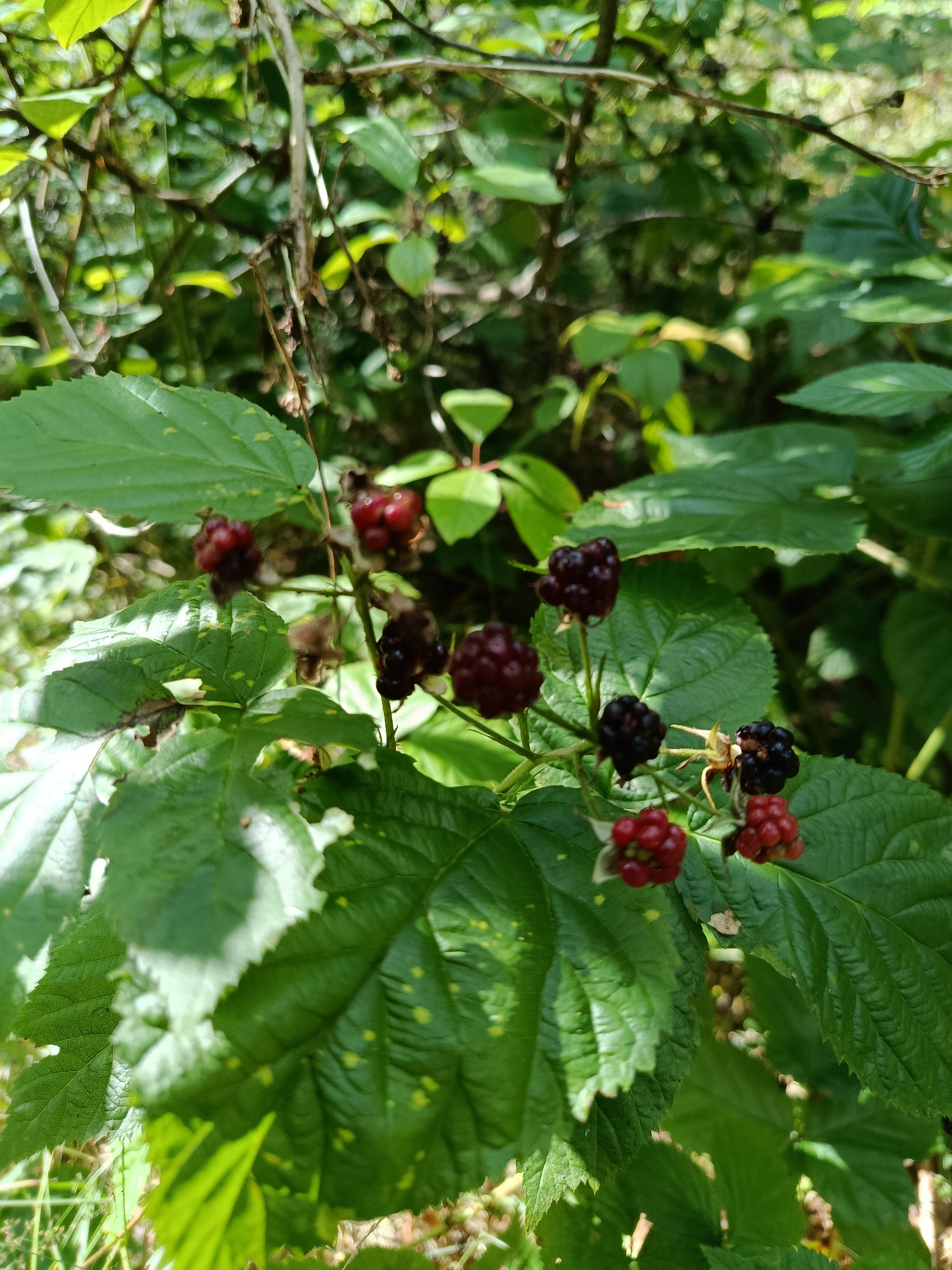 In the image, a cluster of ripe and unripe blackberries are visible on a branch, surrounded by lush green foliage. The blackberries range in color from deep purple-black to a vibrant red, indicating varying stages of ripeness. The leaves of the plant are large and textured, with some exhibiting a lighter green hue and small yellow spots. The background is blurred, suggesting a natural, outdoor setting, likely a woodland or garden environment. The lighting indicates a bright, sunny day, with dappled sunlight filtering through the leaves. The scene is set in the village of Borduki, Russia, a location characterized by its natural beauty and rural atmosphere.