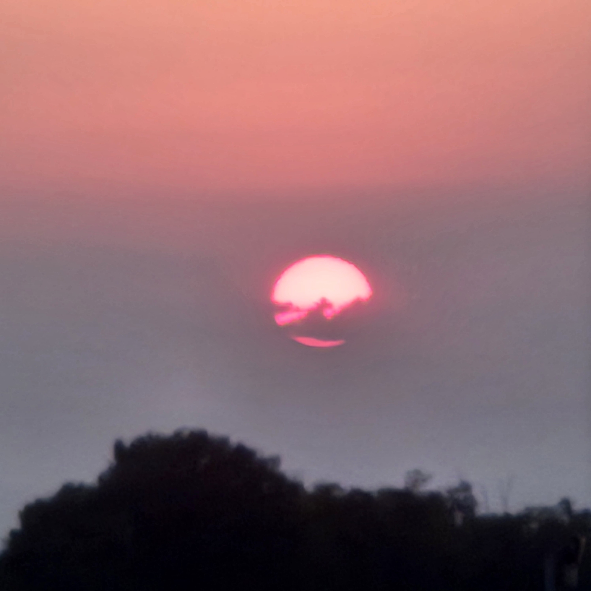 The image depicts a sunset over Novi Ligure, Italy. The sky is a gradient of pink and orange hues, with the sun, a bright pink orb, partially obscured by atmospheric haze and what appear to be silhouetted trees or foliage in the foreground. The bottom of the image is dominated by a dark, indistinct silhouette of trees and possibly buildings, suggesting a landscape view.