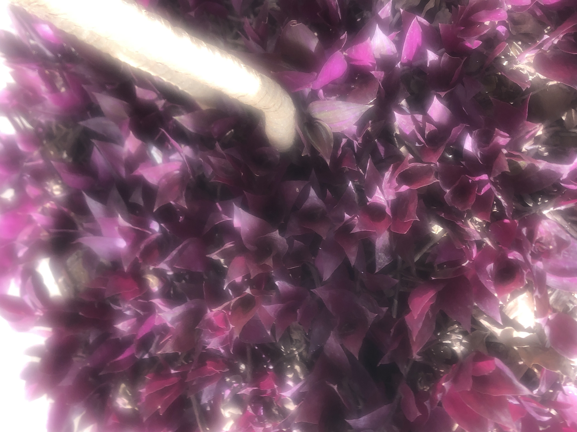 The image shows a close-up view of a dense cluster of dark purple, triangular leaves. A thick, beige, rope-like object with a textured surface is diagonally positioned in the upper right quadrant, partially obscured by the foliage. The background is indistinct, with areas of light and shadow suggesting an outdoor environment. There are no people or animals visible in the scene. The overall impression is of lush, dark foliage with an unexpected, man-made element intruding into the natural setting. No specific location in Bar Jirgi Summa, Nigeria can be identified from the visual information provided.