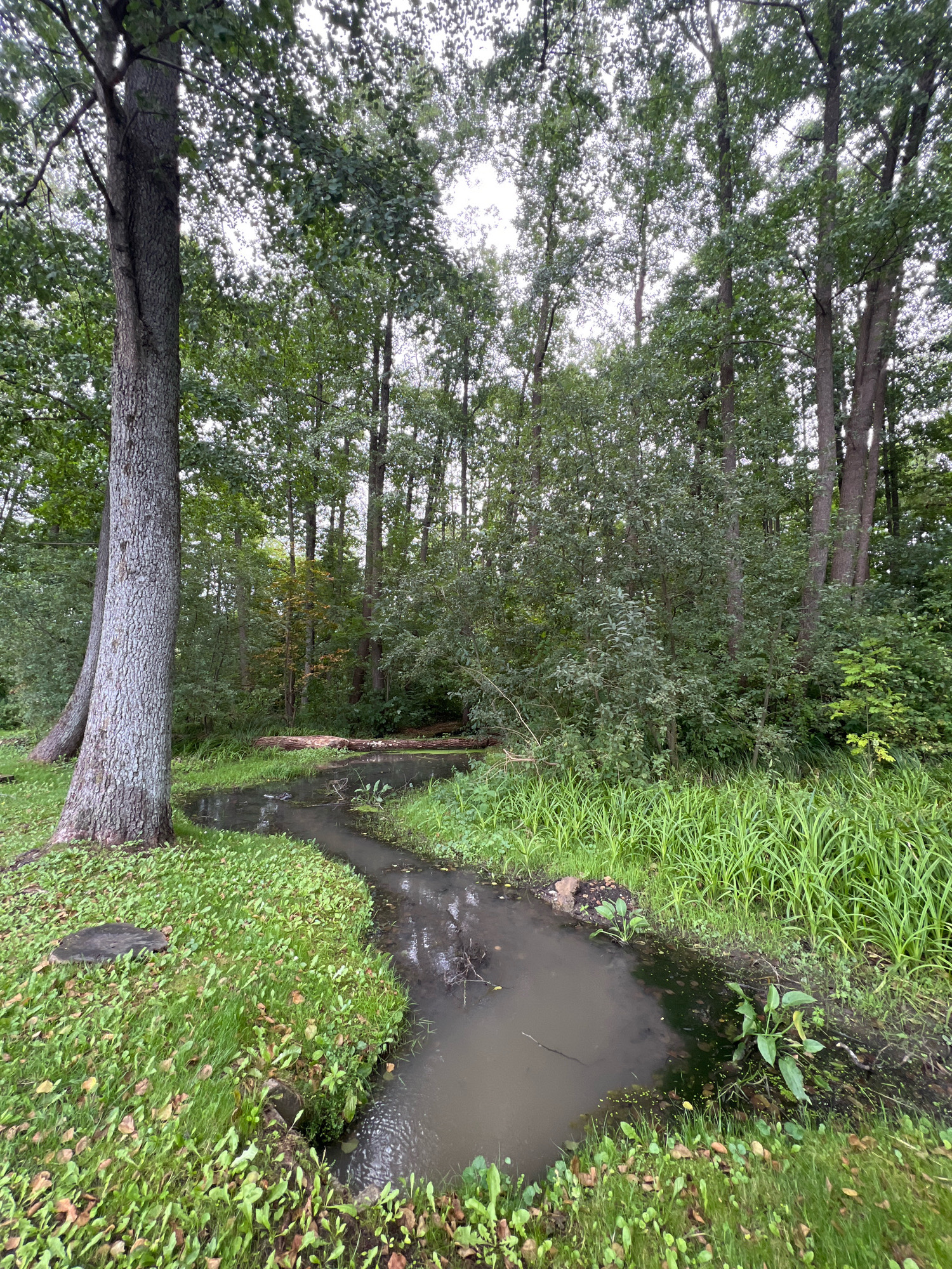 The image depicts a narrow, muddy stream flowing through a densely wooded area. The stream banks are overgrown with tall, green grass and various small plants. In the foreground, a large tree trunk with textured bark stands to the left, with a tree stump visible at its base. The water of the stream is dark and reflects the overcast sky, with some debris and vegetation visible within it. Further back, fallen logs rest partially submerged in the stream. The background is dominated by a dense canopy of green trees, suggesting a forest or wooded parkland. The lighting is diffused, indicating a cloudy day. There are no people or animals visible in the frame. The scene is consistent with a natural, somewhat unkempt outdoor environment. This scene is located in the city of Mrągowo, Poland.