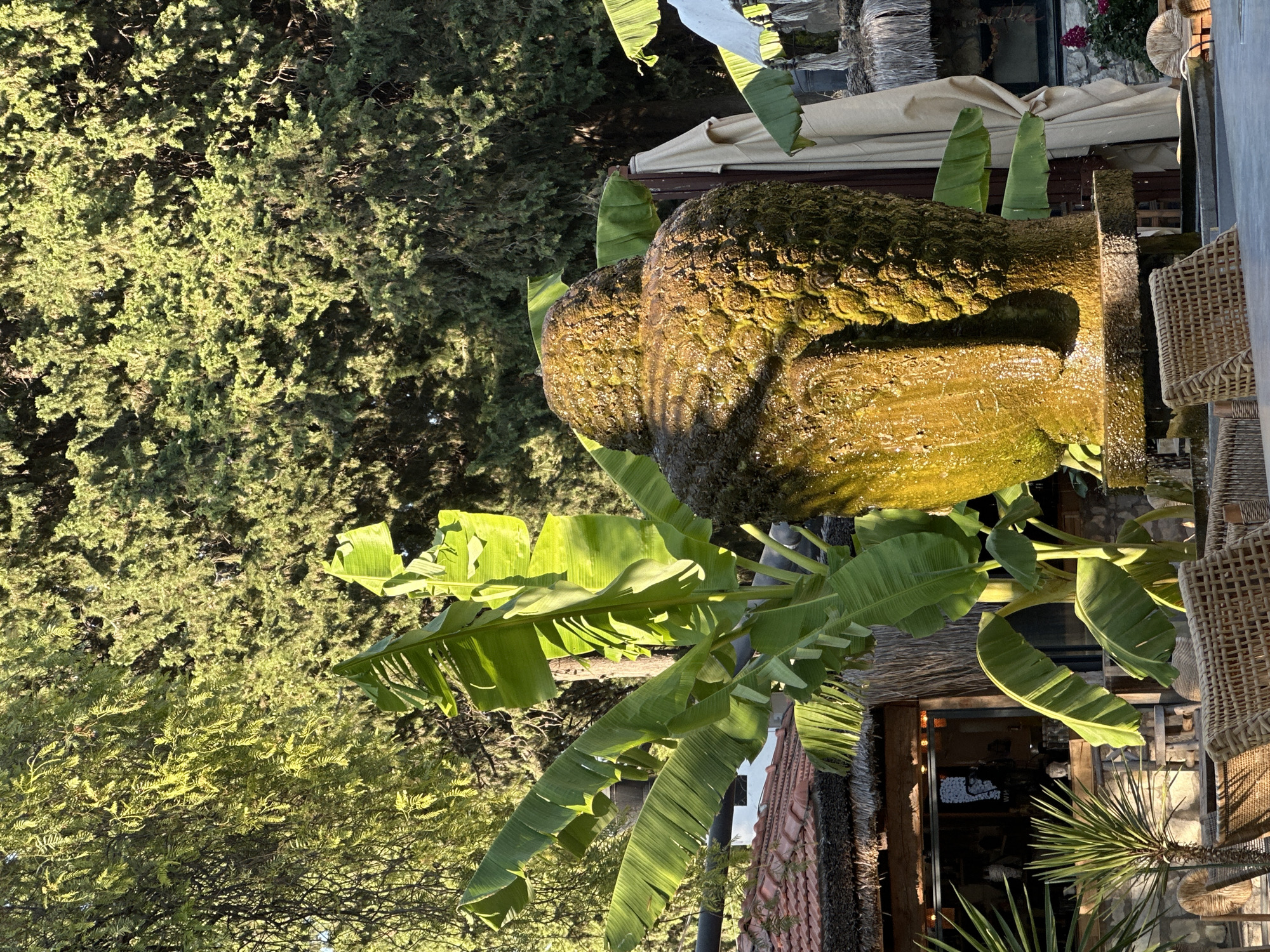 In Urla, Turkey, a stone statue of a Buddha's head, covered in green algae and glistening with water, is positioned in an outdoor setting. The statue is surrounded by lush green banana leaves, with a backdrop of trees and a thatched-roof building. Several wicker chairs and tables are visible in the foreground, suggesting a cafe or restaurant area. The sunlight illuminates the scene, casting shadows and highlighting the textures of the statue and foliage. The atmosphere appears serene and natural.