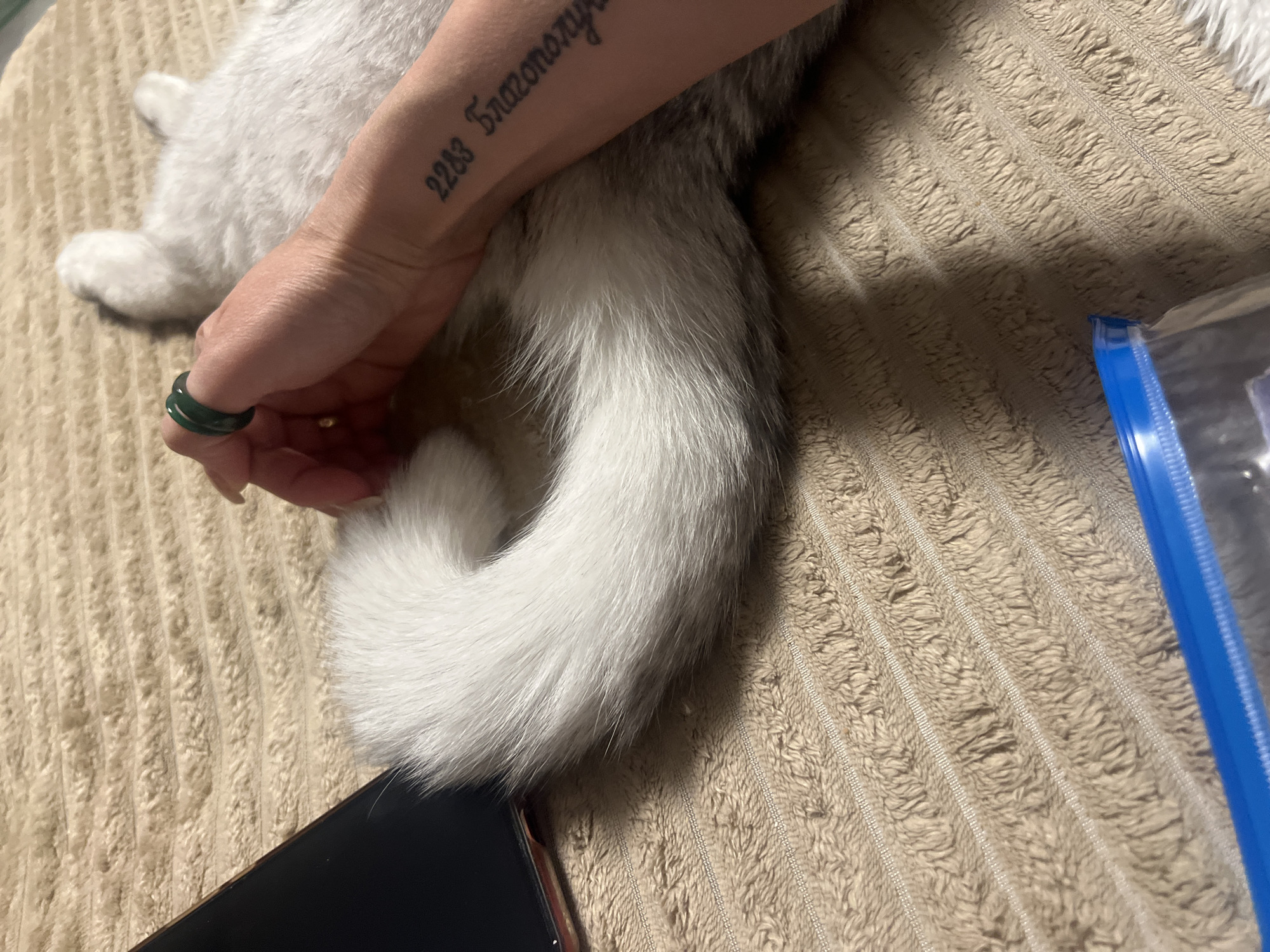 A top-down shot shows a person's arm resting on a light-colored, shaggy blanket, with a cat also on the blanket. The person has a tattoo on their inner forearm, featuring numbers and words in a Cyrillic script. They are wearing a green ring on their finger. The cat has white and gray fur, and its tail is curled on the blanket. A black smartphone is visible at the bottom left of the frame, and a blue-zippered plastic bag is on the right side of the frame.
