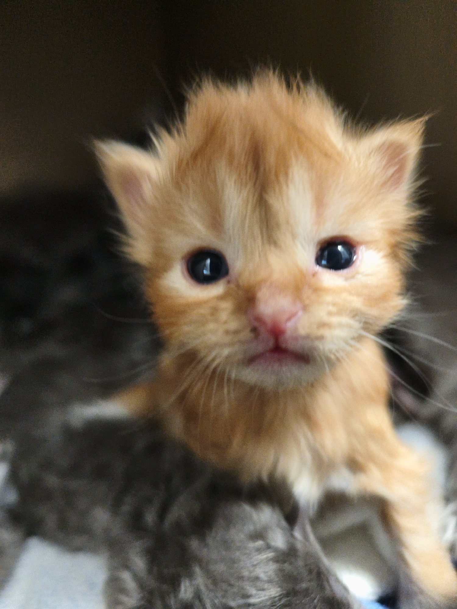 A close-up, shallow depth-of-field photograph shows the face of a very young, fluffy ginger kitten. The kitten is looking directly at the camera with wide, dark eyes, its pink nose slightly upturned. Its fur is a light orange, with some darker tabby markings subtly visible on its forehead and around its eyes. The background is dark and out of focus, suggesting the kitten is in a dimly lit environment, possibly a box or a nest with other kittens present, as indicated by the blurred gray shapes around the ginger kitten. The image is captured from a slightly high angle, emphasizing the kitten's youthful appearance.