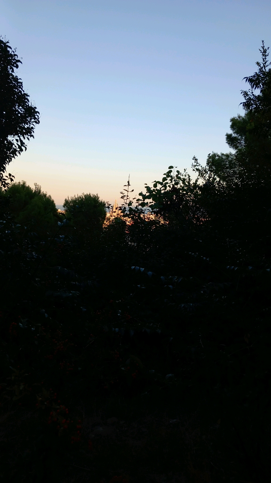 The image depicts a view through silhouetted foliage towards a distant city skyline at dusk. The sky is a gradient of soft blues and oranges. In the middle distance, trees are visible, some appearing as dark green shapes against the fading light. Behind the trees, several spires or towers of buildings can be discerned, illuminated by the sunset. The foreground is dominated by the dark, indistinct shapes of leaves and branches, with hints of red berries on some bushes. The overall impression is one of a natural setting overlooking an urban landscape during twilight. The specific location in Barcelona, Spain, is not discernible from the visual information provided.