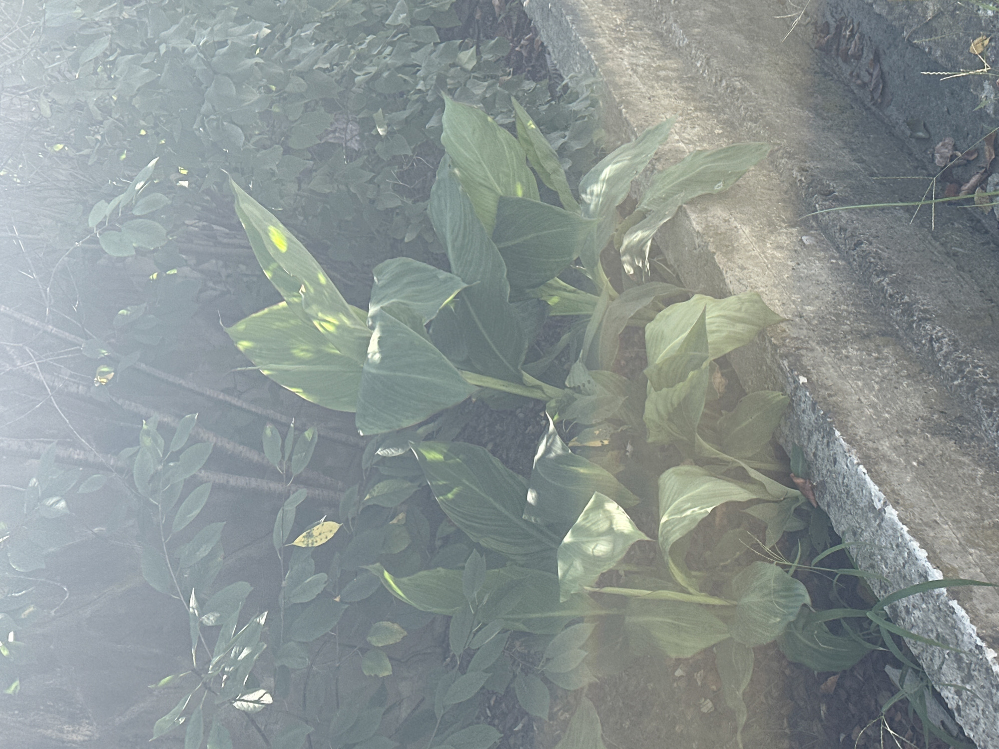 A close-up, outdoor, eye-level shot captures a cluster of large, green, tropical-looking leaves emerging from a concrete planter or curb. The leaves are broad and ovate with distinct veins, some gently curved, suggesting they are from plants like Canna lilies or similar foliage. Sunlight filters from the upper left, casting soft highlights and shadows on the leaves and the textured, weathered concrete. The background is a dense arrangement of darker green foliage and thin, vertical branches, creating a lush and somewhat obscured environment. A few stray blades of grass poke out from the bottom edge of the concrete. The scene appears to be a naturalistic planting or garden bed within a city setting, possibly in Sochi, Russia, given its climate suitable for such vegetation. There are no people or animals present.