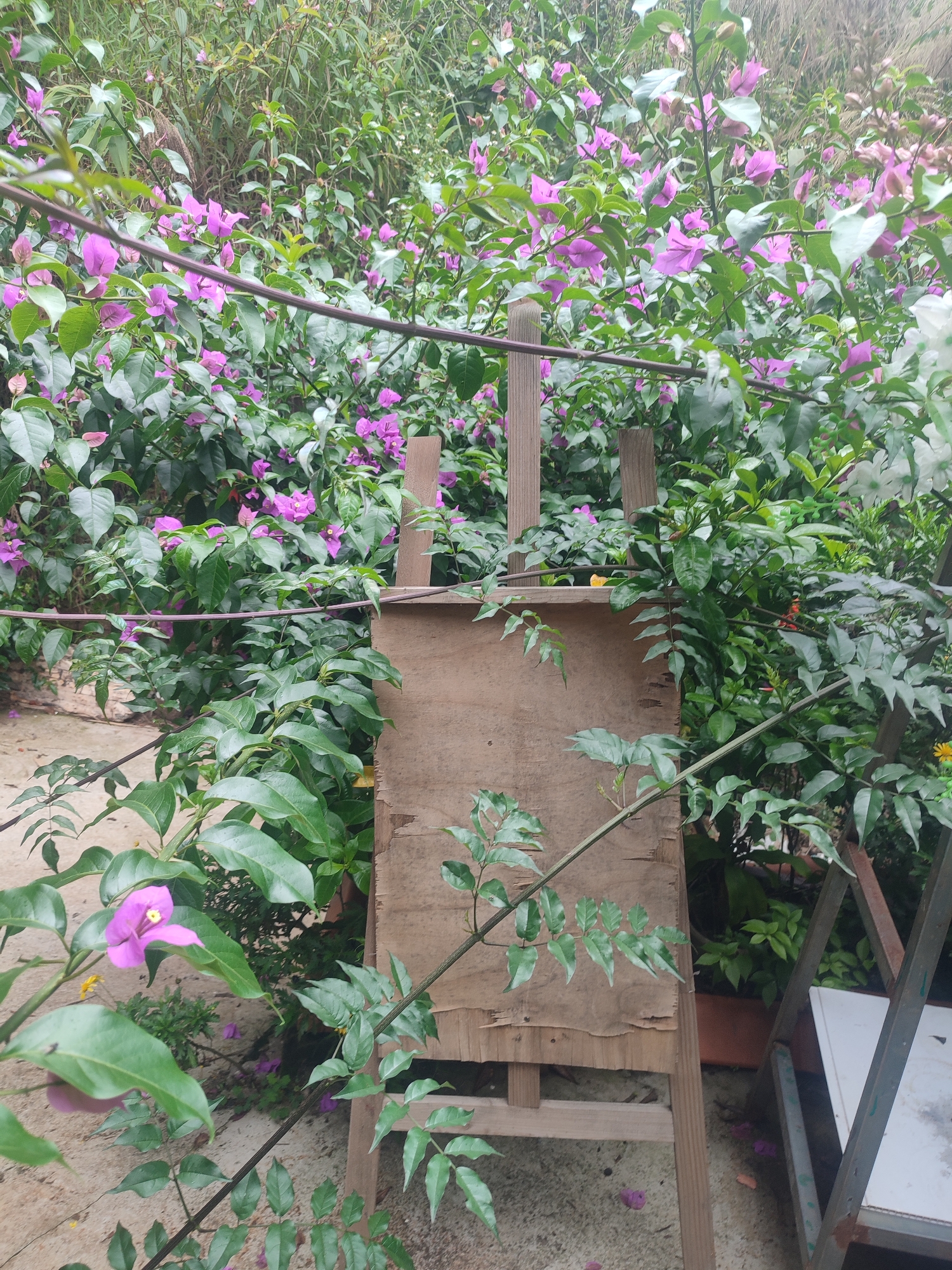 The image depicts an outdoor scene in Cam Ly - Da Lat, Vietnam, dominated by lush vegetation. A wooden easel stands in the foreground, partially obscured by flowering vines with pink blossoms and green leaves. The backdrop is a dense thicket of plants and bushes, creating a garden-like environment. The ground is light-colored and covered in fallen petals. A metal structure, potentially a table or support frame, is visible on the right edge of the image.