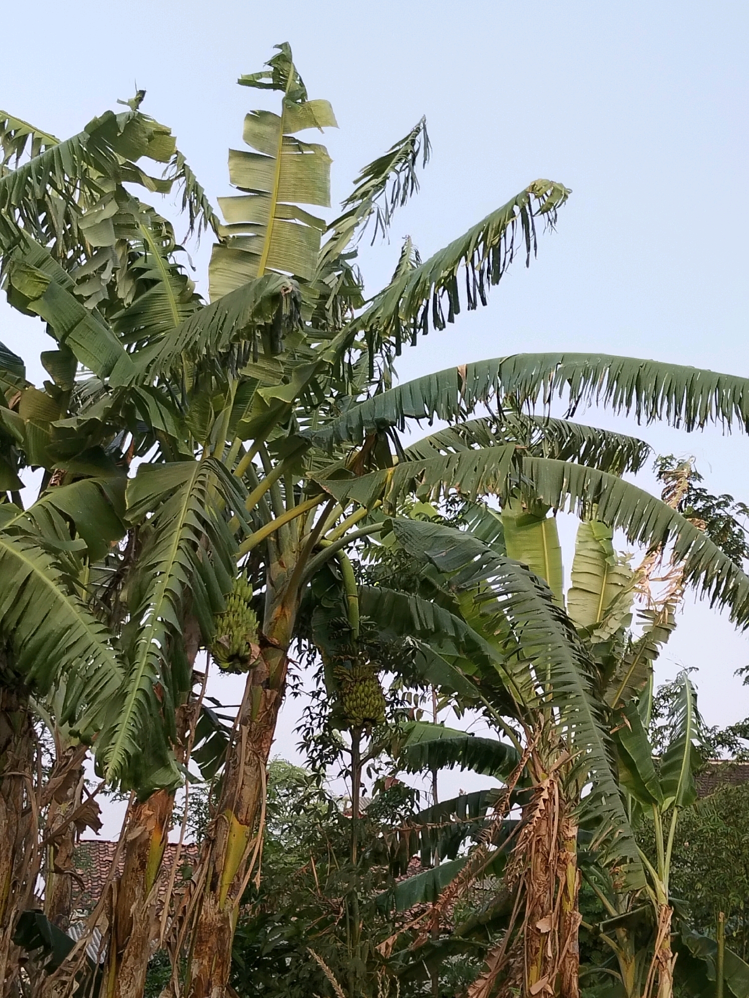 A low-angle, full shot captures a cluster of banana trees under a pale sky. The trees are dense with large, green leaves, many of which appear weathered and torn. Several bunches of small, green bananas hang from the stalks. The trunks of the trees are fibrous and a mixture of brown and green. In the background, glimpses of other greenery and a red-tiled roof suggest a rural or semi-rural setting. The scene is located in Gempolan, Indonesia.