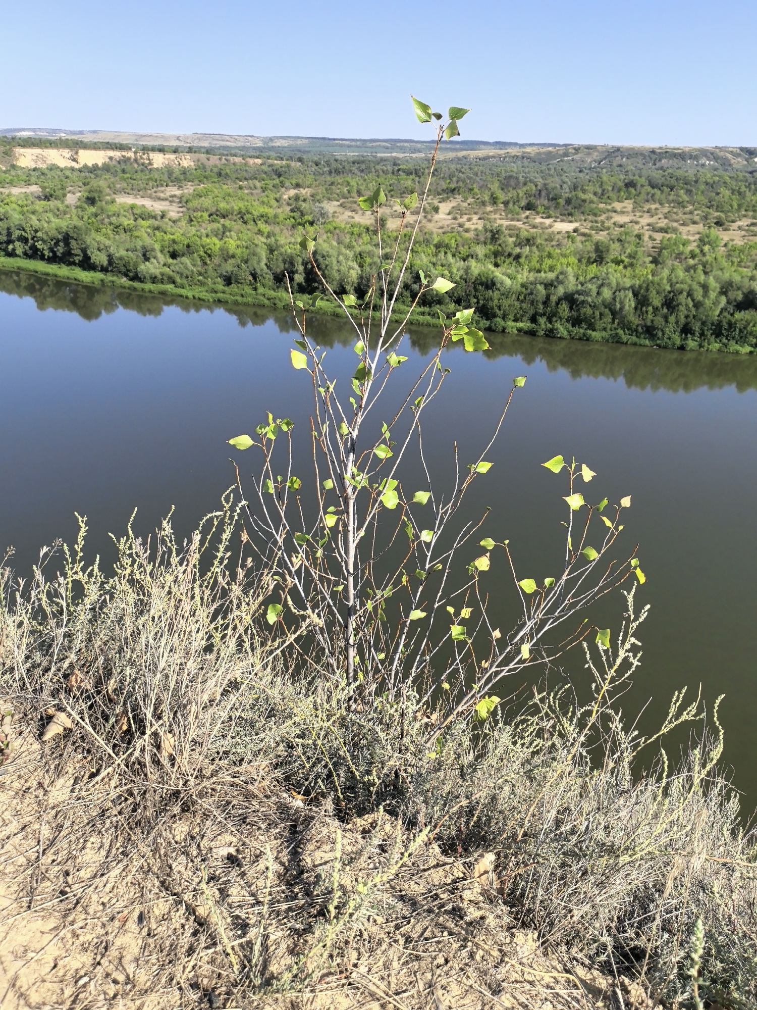 This image depicts a landscape scene overlooking a body of water, likely a river, from a high vantage point on a sandy embankment. In the foreground, a small, young tree with sparse green leaves stands amidst dry, straw-like vegetation. The embankment itself is composed of light brown, dry soil with visible dried plant matter and debris.
Beyond the embankment, the wide, dark water of the river reflects the clear blue sky. The opposite bank of the river is lined with a dense forest of green trees, which stretches towards rolling hills in the background. These hills are covered in a mix of green vegetation and drier, lighter patches, suggesting a varied terrain. The sky above is a uniform, cloudless blue.
The scene appears to be a natural landscape, possibly a park or a natural reserve, given its untamed and undeveloped appearance. The specific location in the city of Lebyazhenskii, Russia, is not directly evident from the visual elements, but the description aligns with the geography of areas that might feature such river valleys and hilly landscapes. There are no people or animals visible in the image.