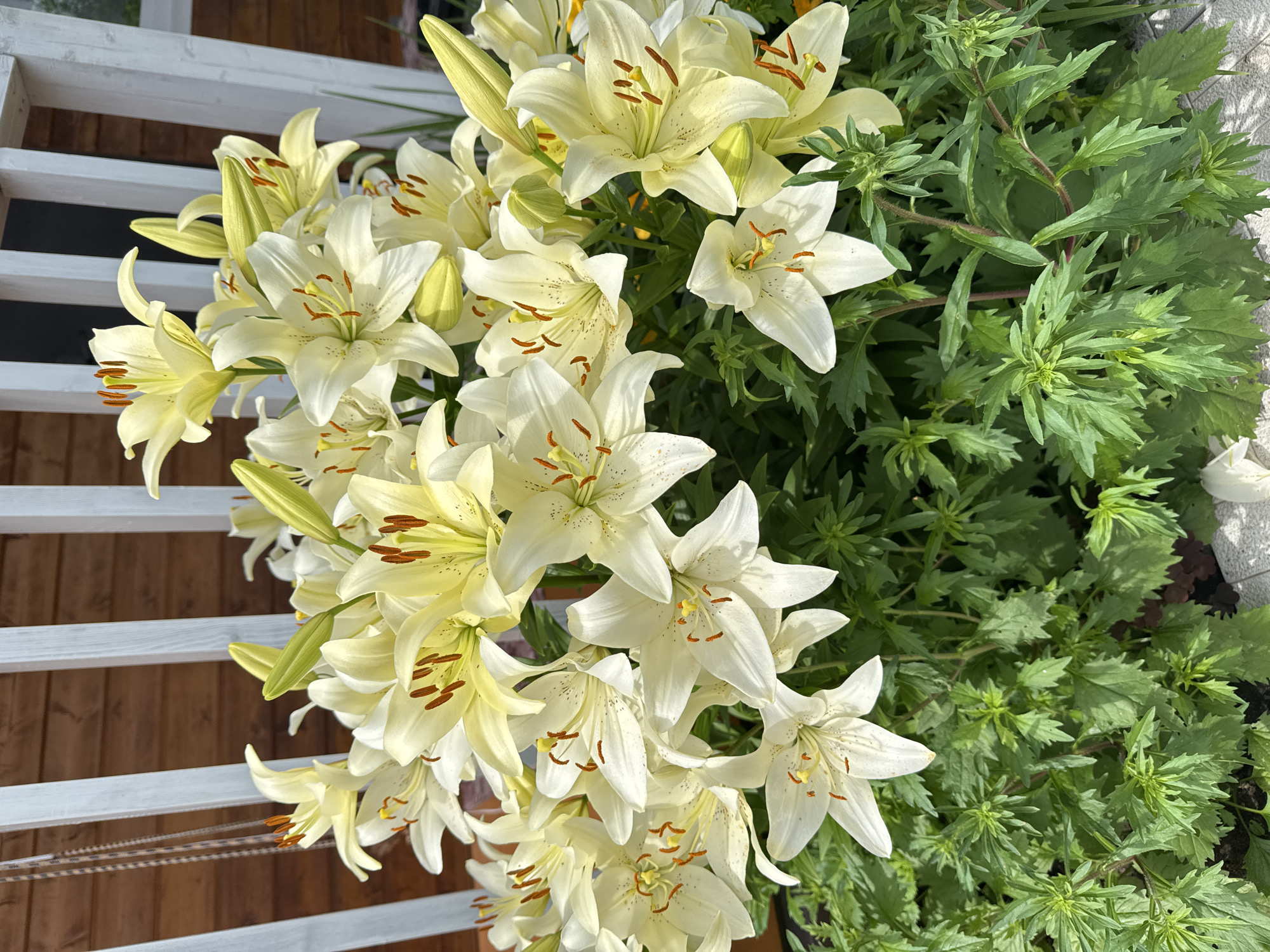 This image depicts a close-up view of a cluster of pale yellow lilies with visible stamens and pistils. The flowers are in various stages of bloom, with some fully open and others still in bud. The lilies are set against a backdrop of green foliage and a blurred wooden fence with white vertical posts. The environment appears to be outdoors, possibly a garden or yard in Chaikovsky, Russia, suggested by the presence of the fence and the natural lighting. No people or animals are visible in the scene.