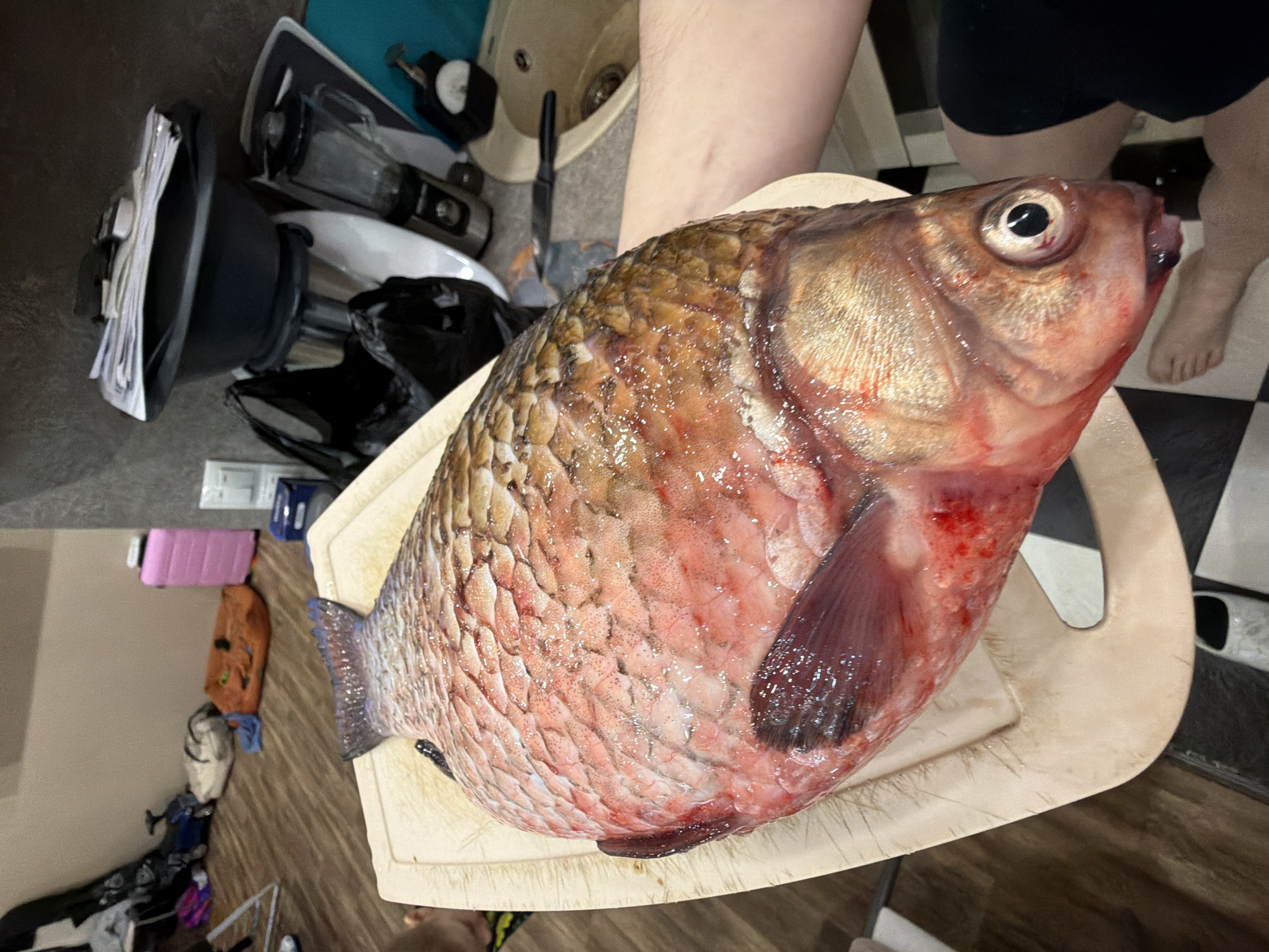 A dead fish, likely a carp, is held on a light-colored cutting board. The fish has brown and reddish scales, with visible blood on its body. A person is holding the fish, visible from the arm, hand, and legs. The background includes a kitchen sink, a black-and-white checkered floor, and other household objects. Based on the coordinates provided (if available, but this detail is not present in this request), the location would be Nizhnevartovsk, Russia.