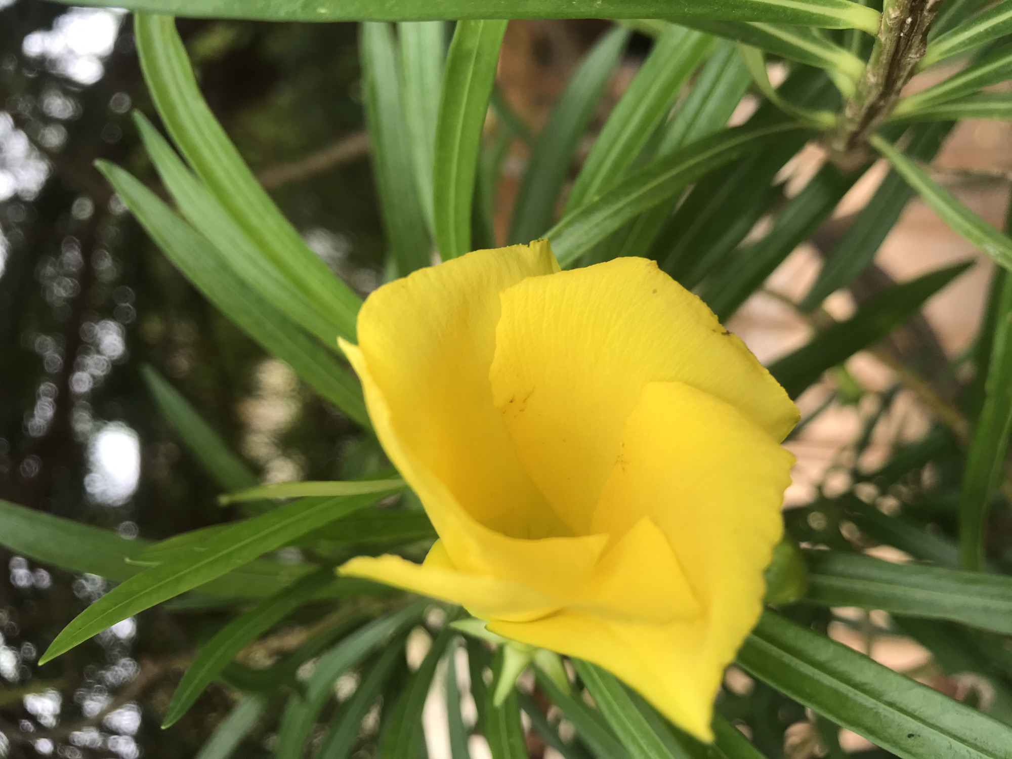 The image displays a close-up photograph of a single, vivid yellow flower, reportedly located in Rafin Par, Nigeria. The flower is partially open, exhibiting a trumpet-like or funnel-shaped structure with smooth, bright yellow petals. Subtle dark specks are observable on the petal surfaces. Surrounding the prominent yellow bloom are multiple long, slender, pointed, dark green leaves, some sharply in focus immediately around the flower, while others are intentionally blurred to create a shallow depth of field. The background is heavily out of focus, rendered as a bokeh effect, featuring indistinct circular highlights and areas of dark green and brown, consistent with dappled sunlight filtering through distant foliage. No people, animals, or artificial structures are visible in the frame.