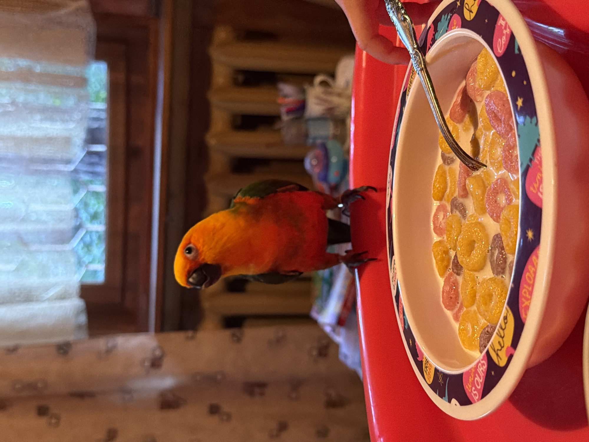 A Sun Conure parrot stands on the edge of a red tray, looking to its left. In front of the parrot, a bowl of cereal with milk is present. A spoon rests in the bowl, and a child's hand is visible reaching for the spoon. The background shows a window with white curtains and wooden blinds, suggesting an indoor setting. The scene is likely within a home in Udelnaya, Russia.