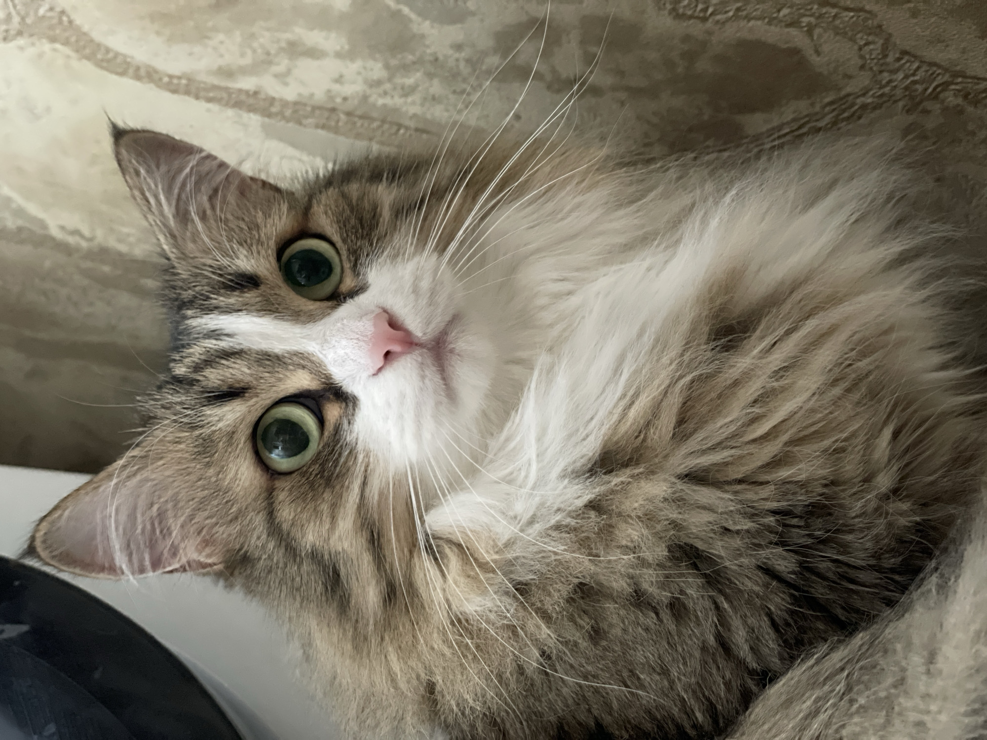 A fluffy cat with green eyes and a pink nose lies on its back, looking up at the camera. The cat has brown and white fur, with long white whiskers. The background is a beige patterned wall. A dark object is in the bottom left corner. The location is unknown, and there is no indication it is in Izhevsk, Russia.