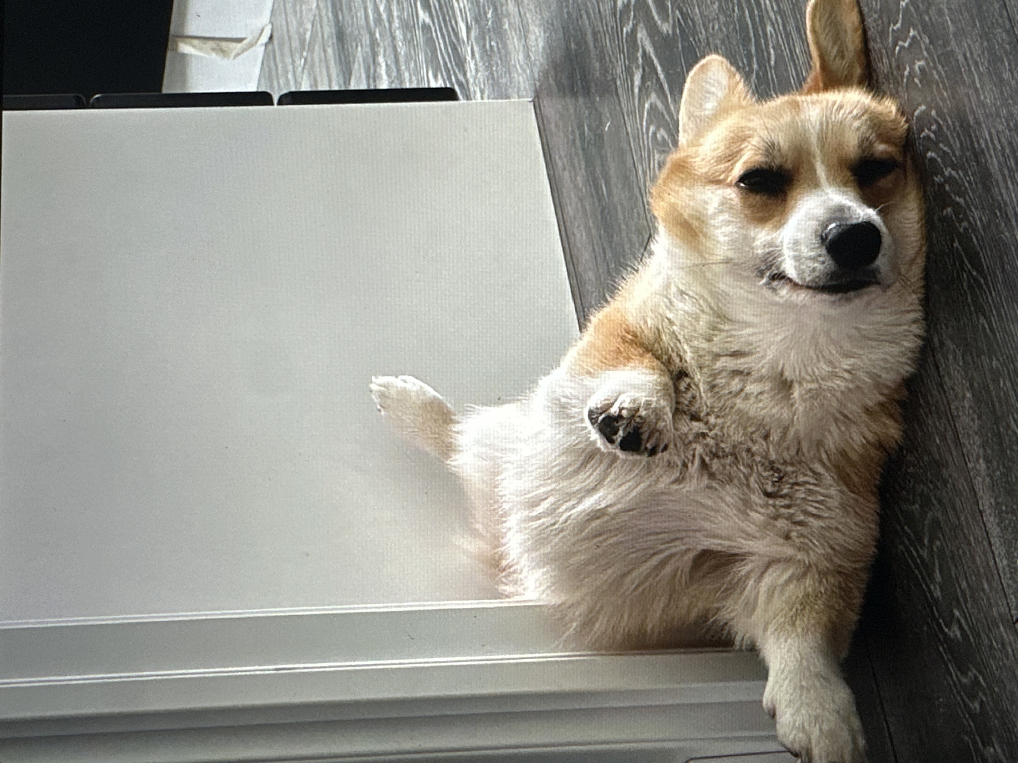 A light-colored Corgi dog is lying on its back on a dark wood-patterned floor, next to a white doorframe. The dog's legs are splayed out, and its head is tilted to the side, with its eyes partially closed and its tongue peeking out. The dog appears relaxed and comfortable. The environment suggests an indoor setting, possibly a home or a studio, in the city of Tallinn, Estonia.